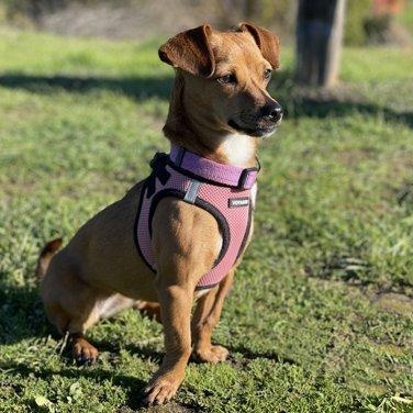Linguini, a ADOPTABLE mixed breed in Santa Cruz, CA image 4/6