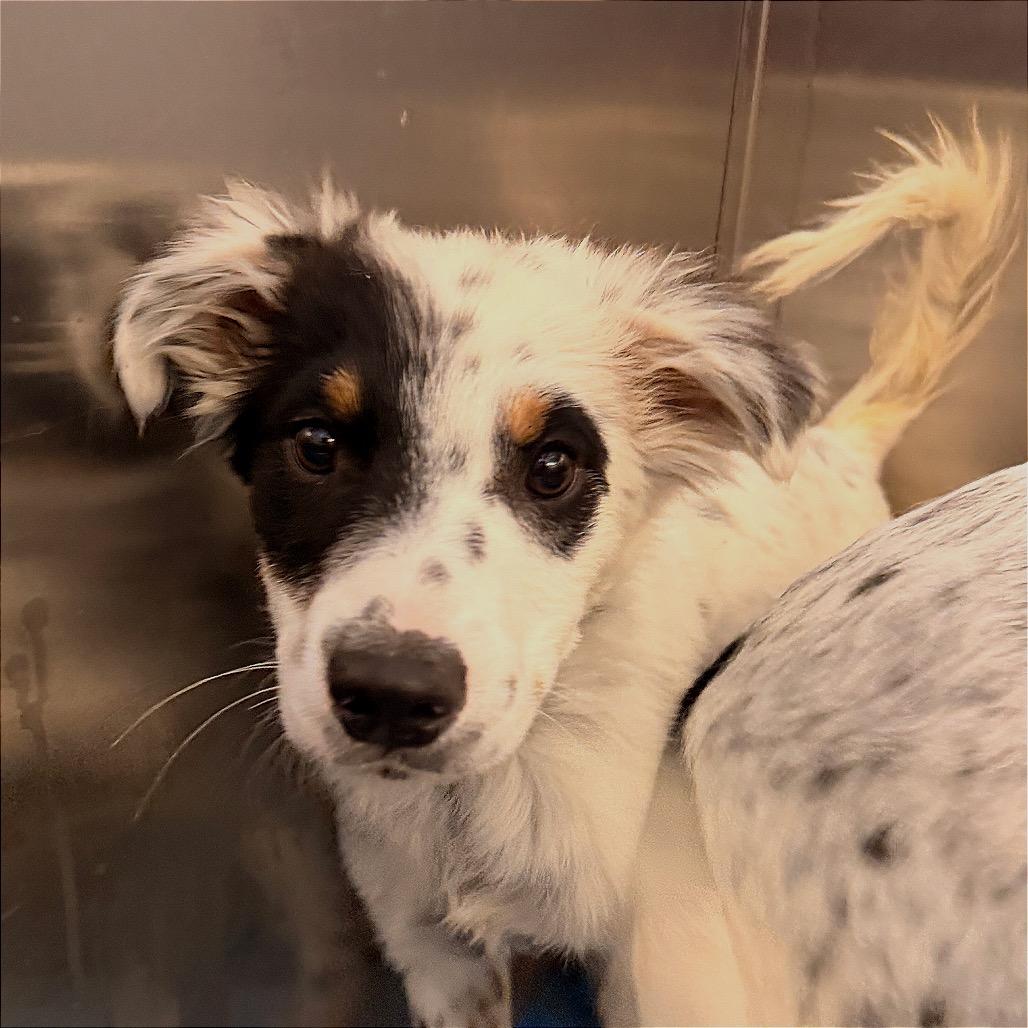 Dottie, Adoptable, Puppy Female Australian Cattle Dog / Blue Heeler.