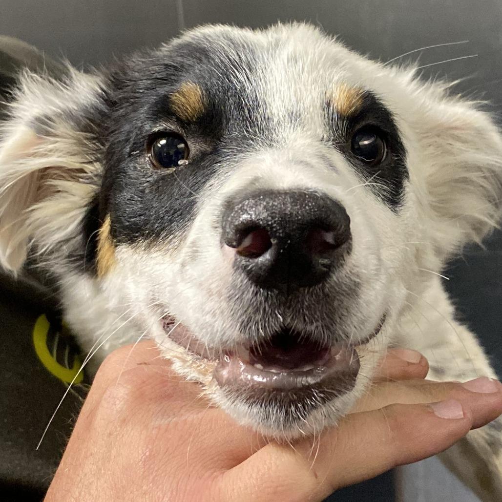 Enlarge Dottie, a Adoptable Australian Cattle Dog / Blue Heeler in Pagosa Springs, CO image 2/2