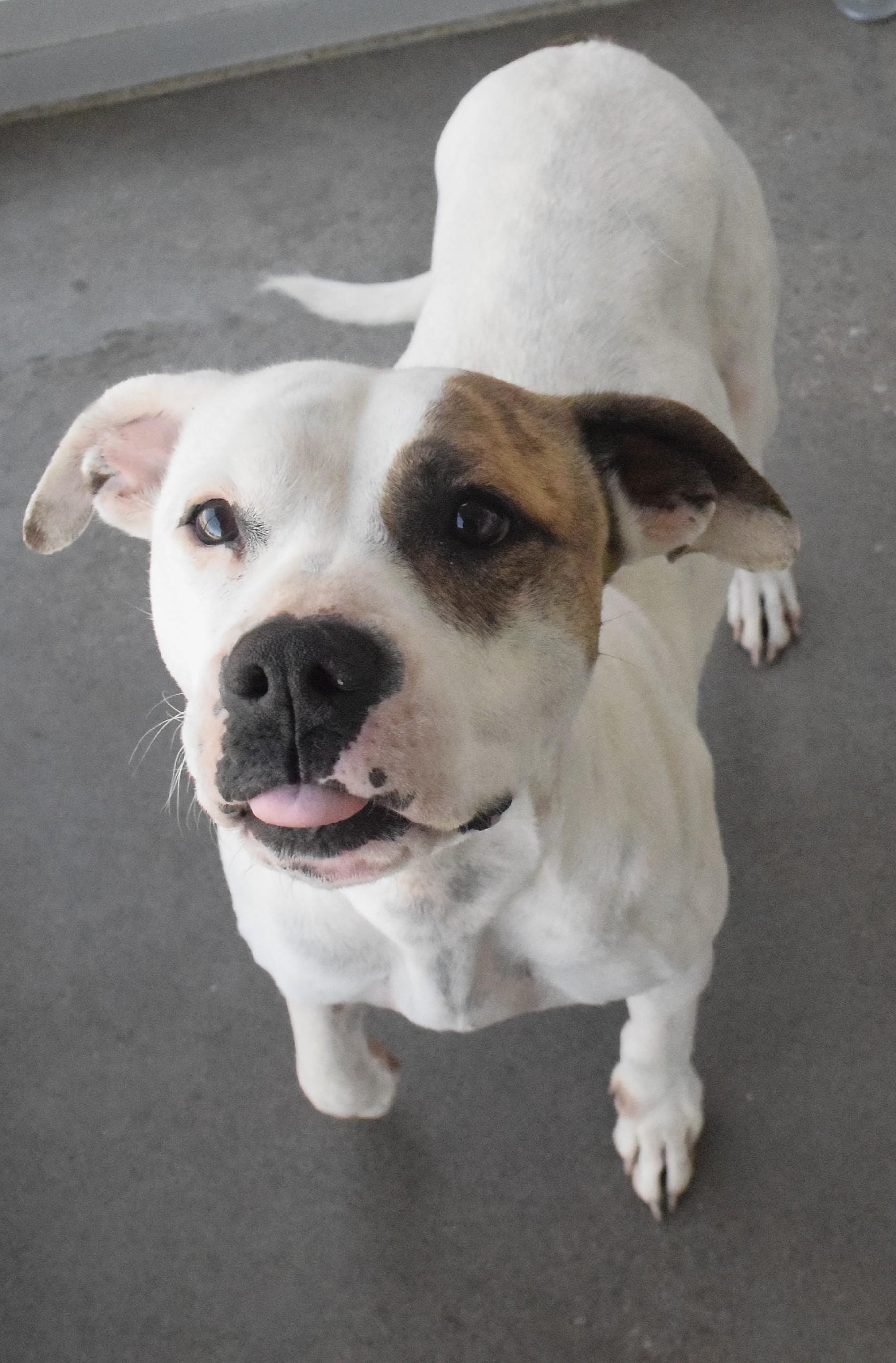 #21994, ADOPTABLE, Adult Female Pit Bull Terrier.