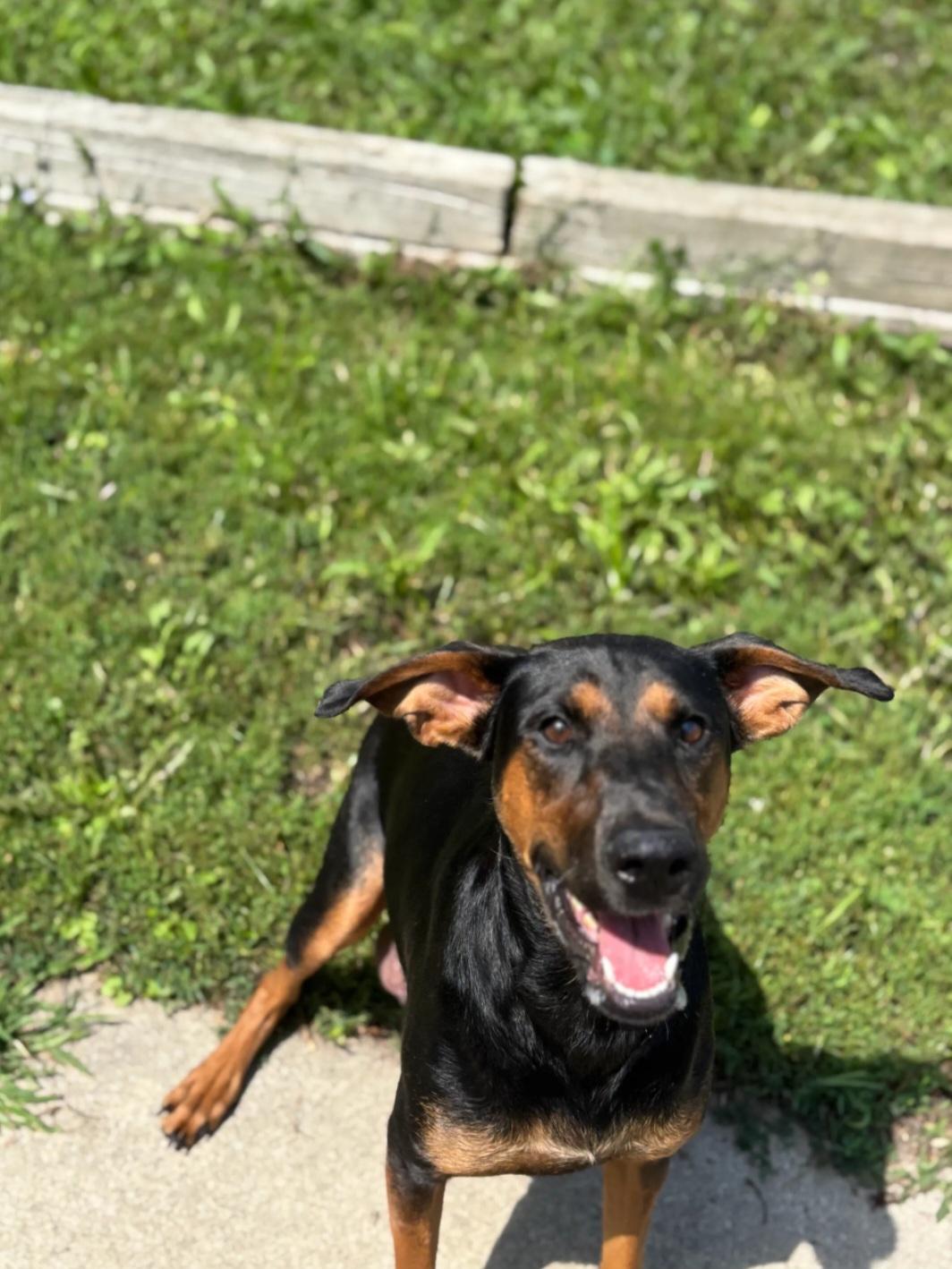 Enlarge Momma, a Adoptable mixed breed in Momence, IL image 2/2