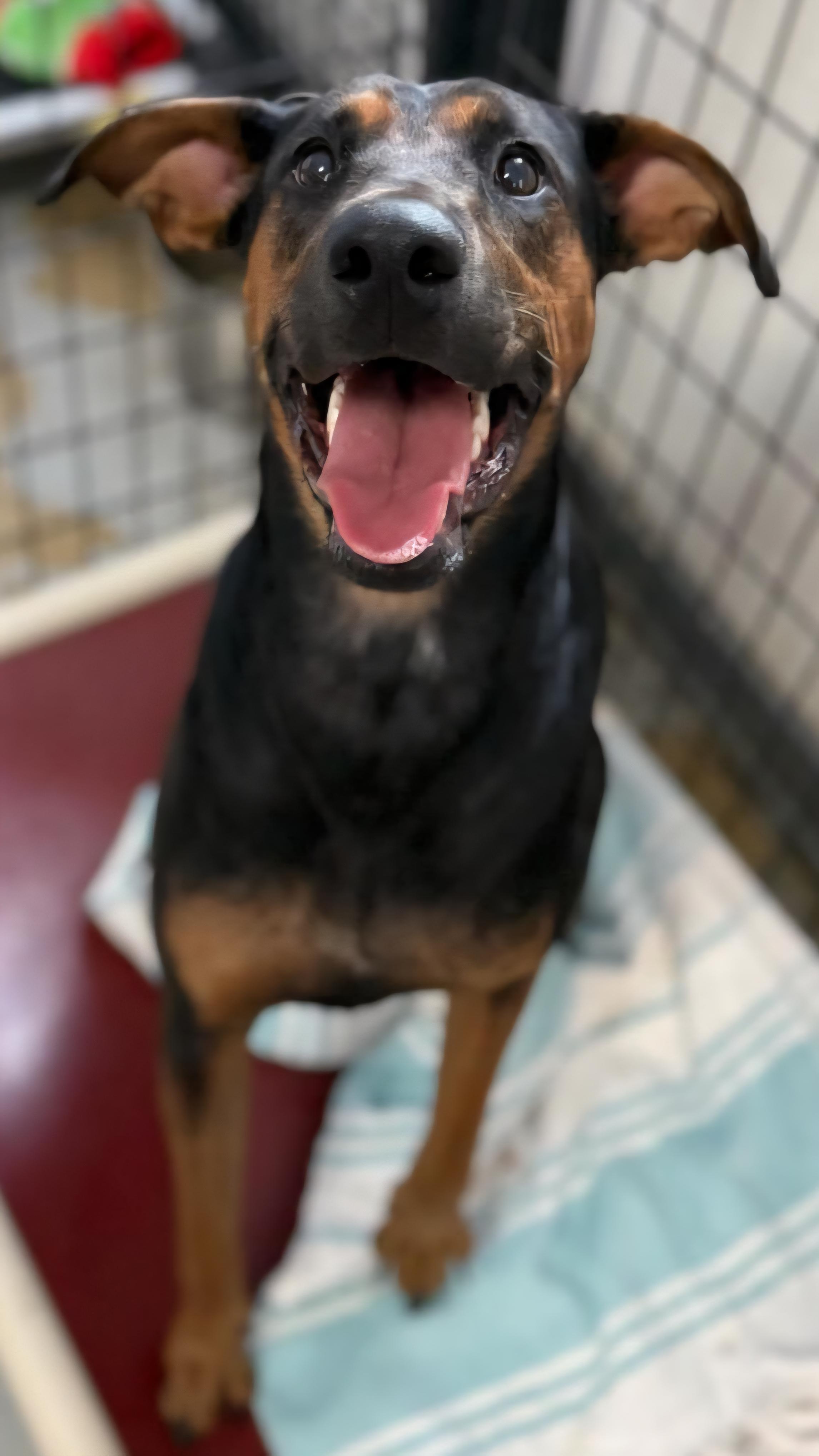 Enlarge Momma, a Adoptable mixed breed in Momence, IL image 1/2