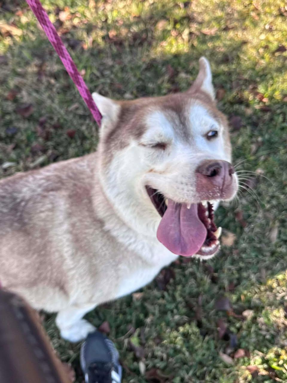 Sasha, Adoptable, Young Female Husky.