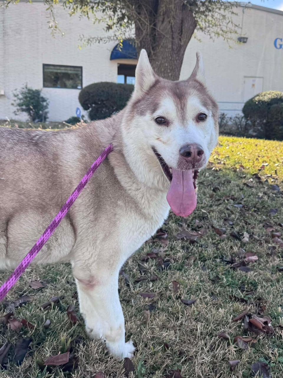 Enlarge Sasha, a Adoptable Husky in Rowlett, TX image 2/3