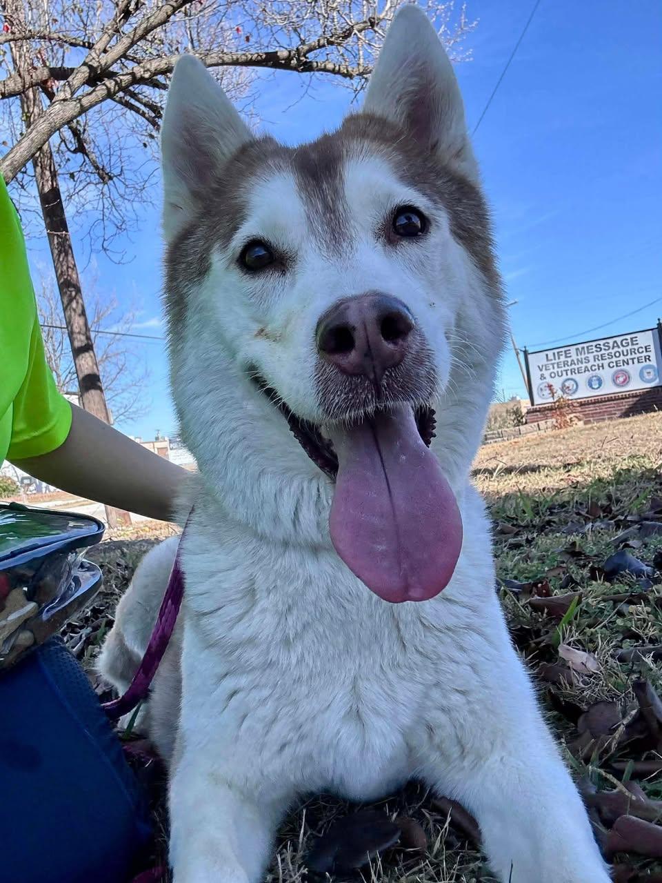 Enlarge Sasha, a Adoptable Husky in Rowlett, TX image 3/3