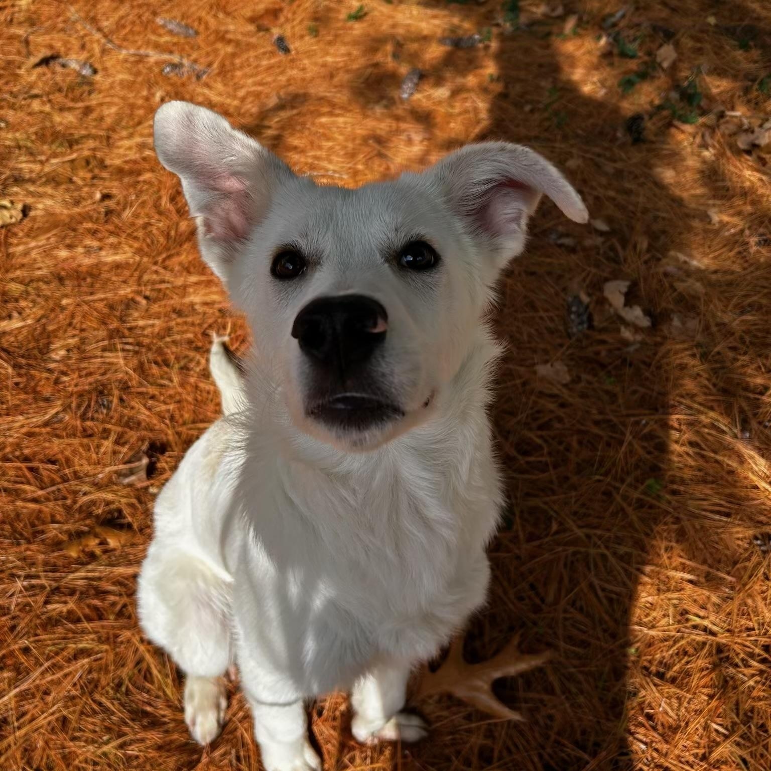 Enlarge Bolt, an adopted mixed breed in Reeds Spring, MO image 1/1