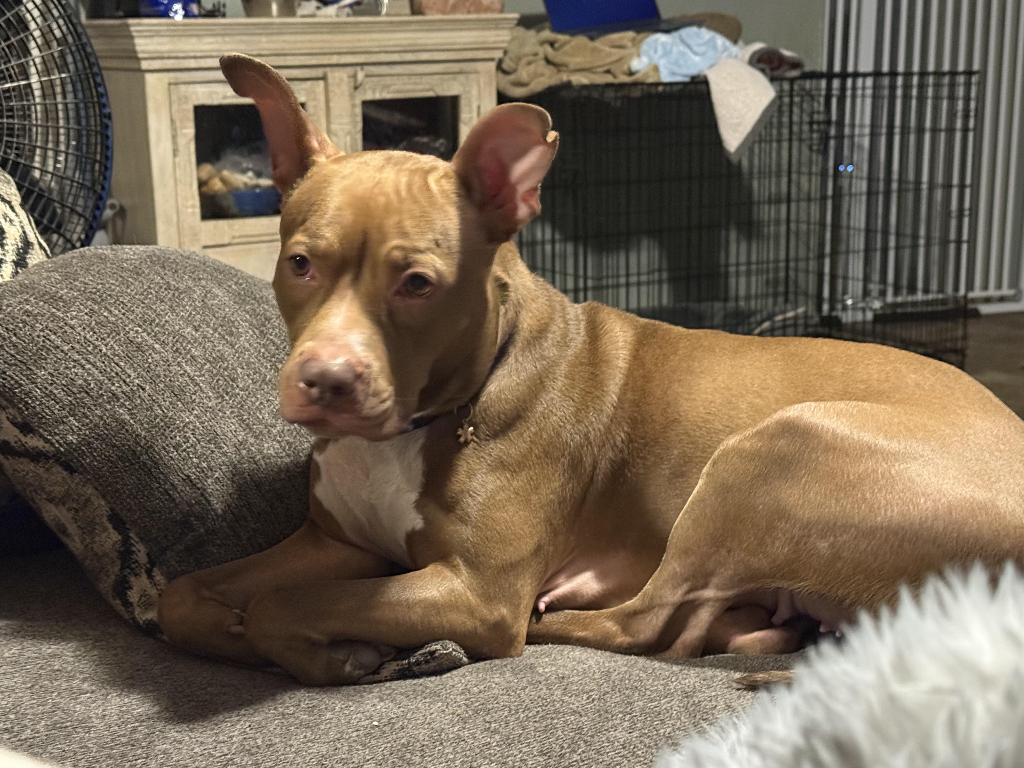 Enlarge Figgy, a Adoptable mixed breed in Brookeville, MD image 6/6