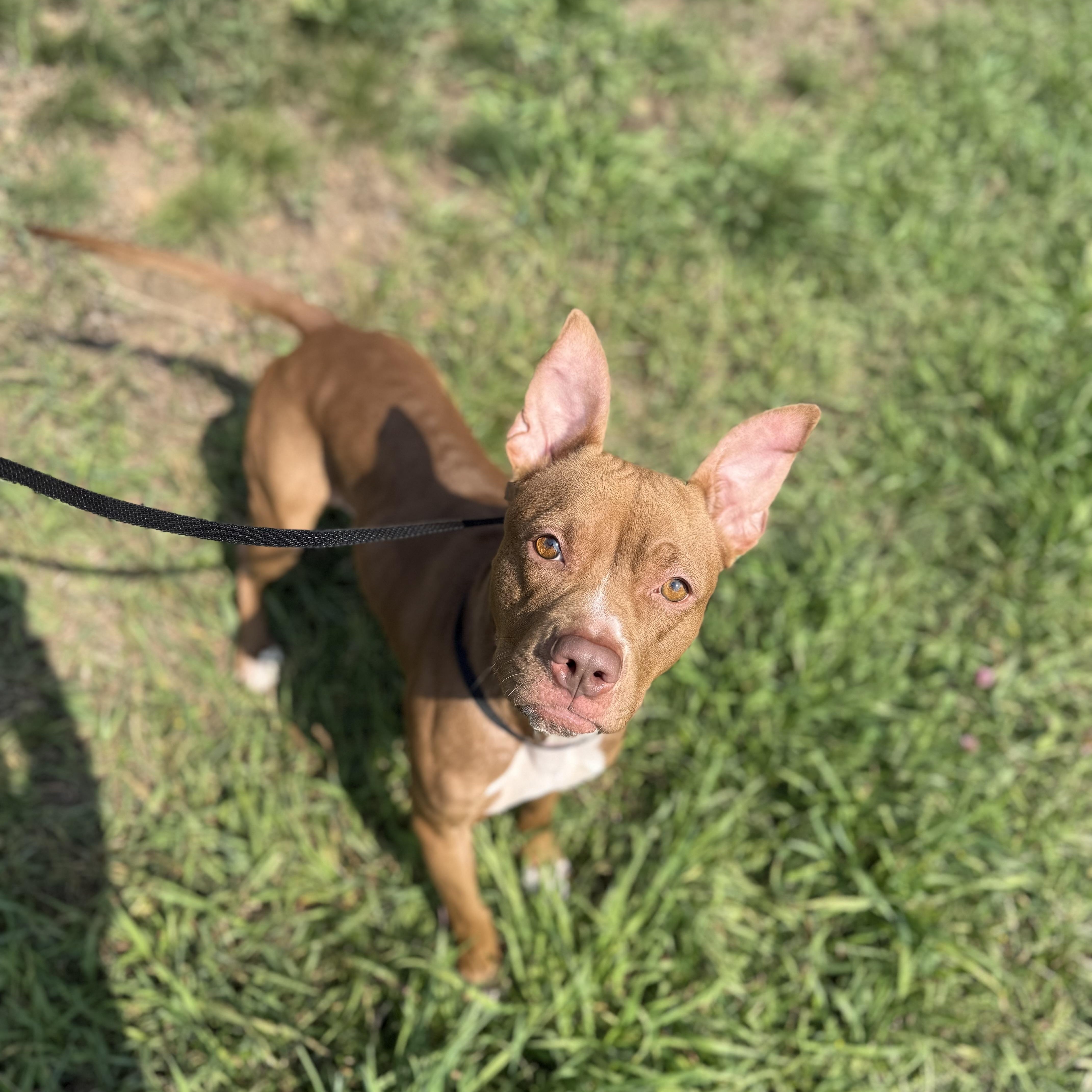 Enlarge Figgy, a Adoptable mixed breed in Brookeville, MD image 3/6