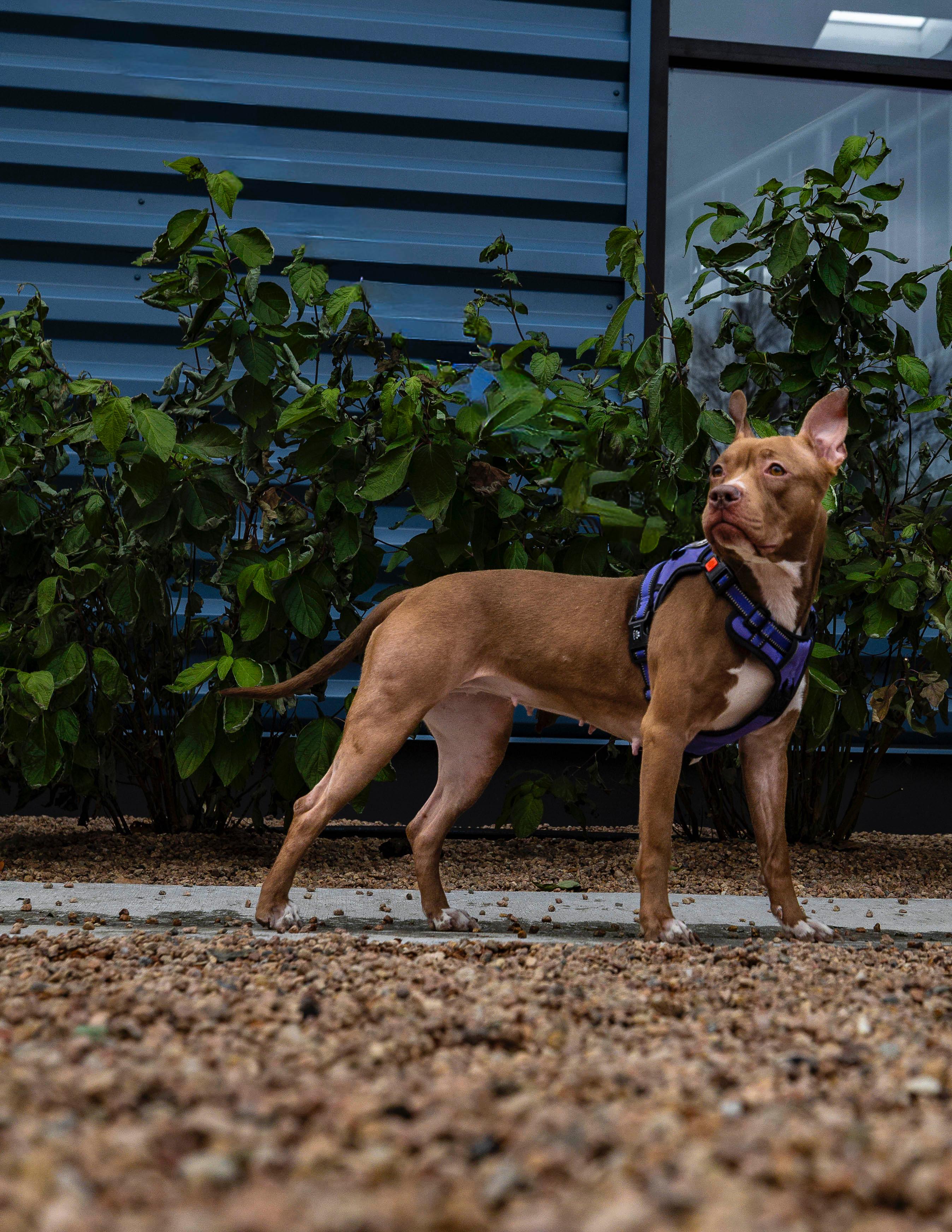 Enlarge Figgy, a Adoptable mixed breed in Brookeville, MD image 5/6