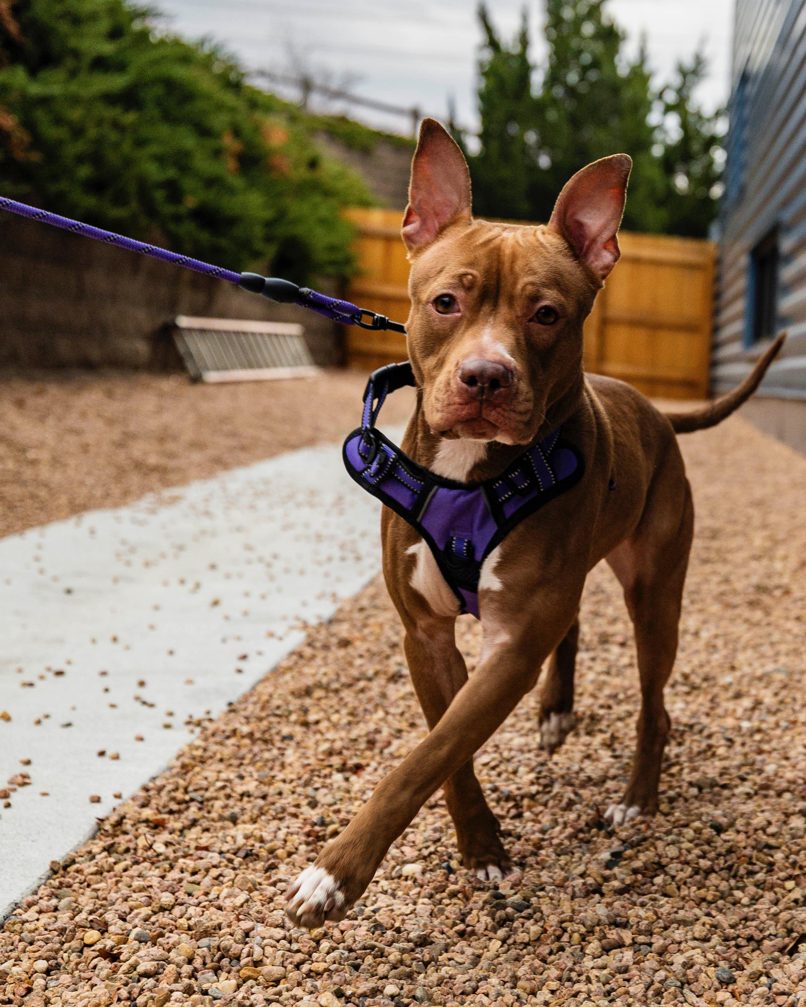 Enlarge Figgy, a Adoptable mixed breed in Brookeville, MD image 4/6