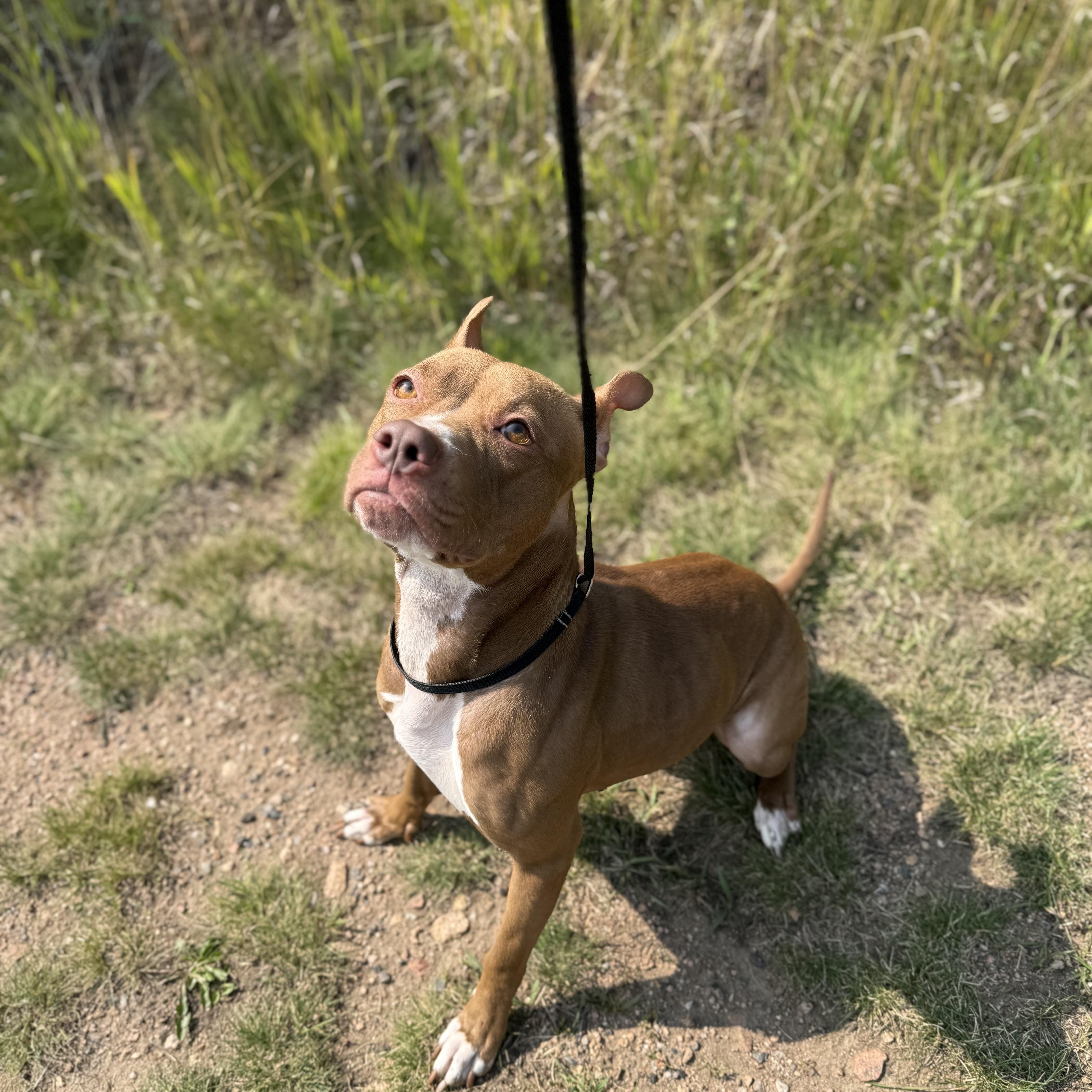 Enlarge Figgy, a Adoptable mixed breed in Brookeville, MD image 2/6