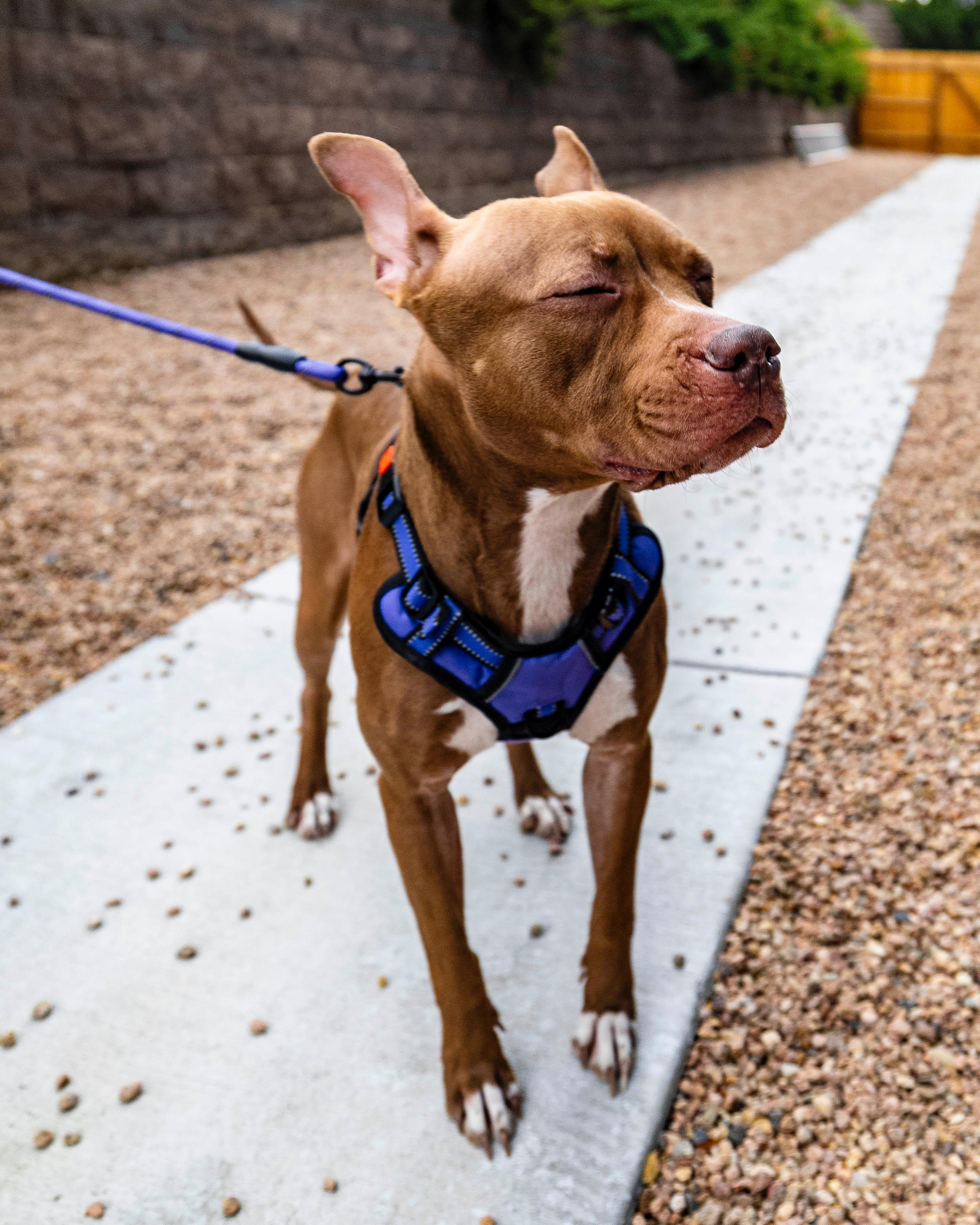 Figgy, Adoptable, Adult Female American Staffordshire Terrier.