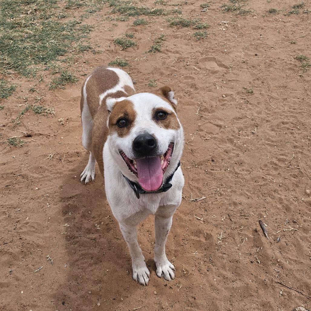 Frankie, Adoptable, Senior Male Cattle Dog.