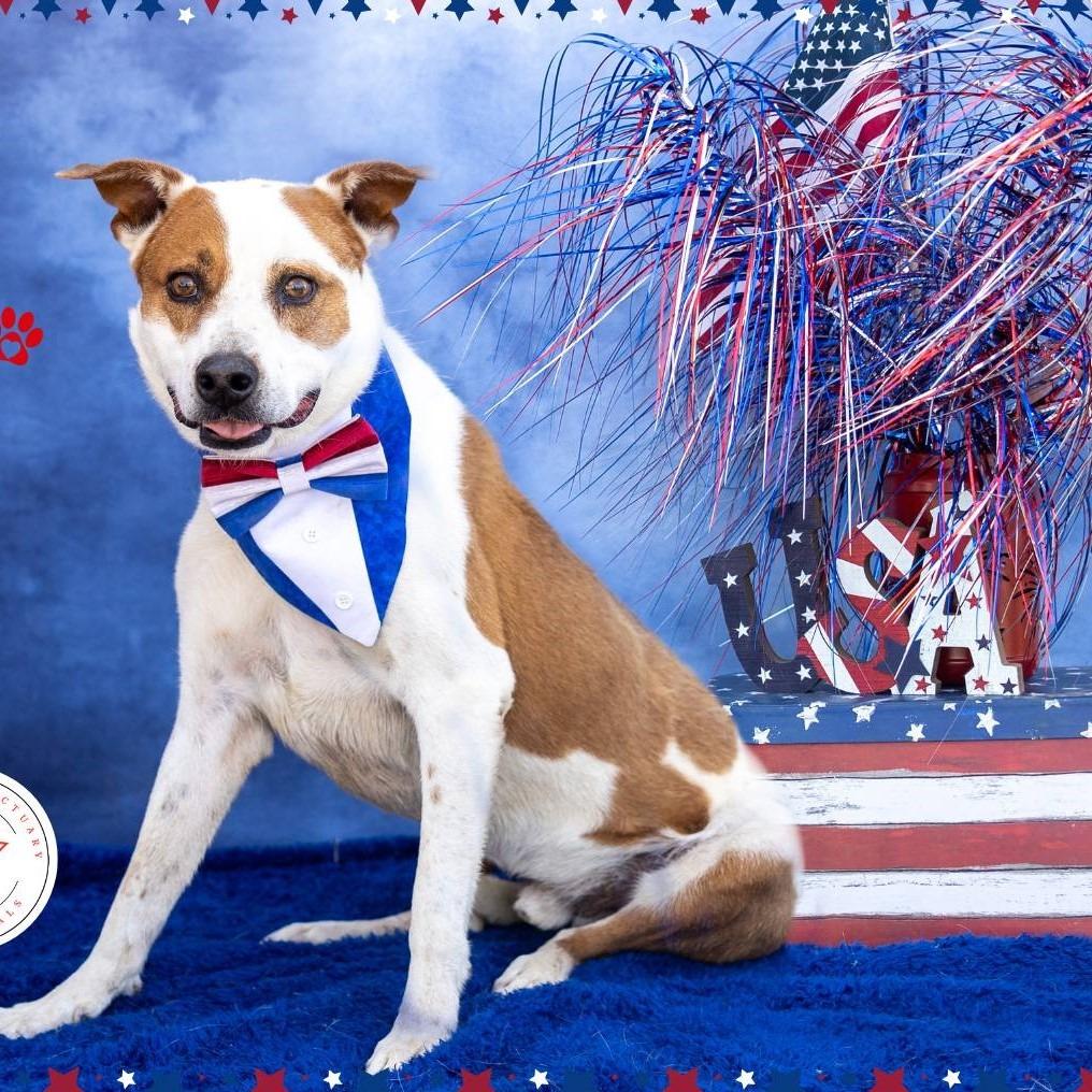 Enlarge Frankie, a Adoptable mixed breed in Midland, TX image 2/3