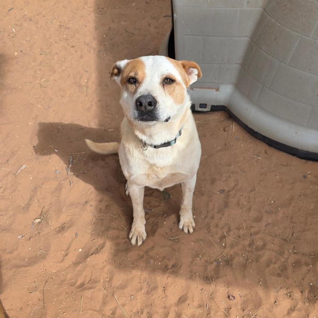 Enlarge Frankie, a Adoptable mixed breed in Midland, TX image 3/4
