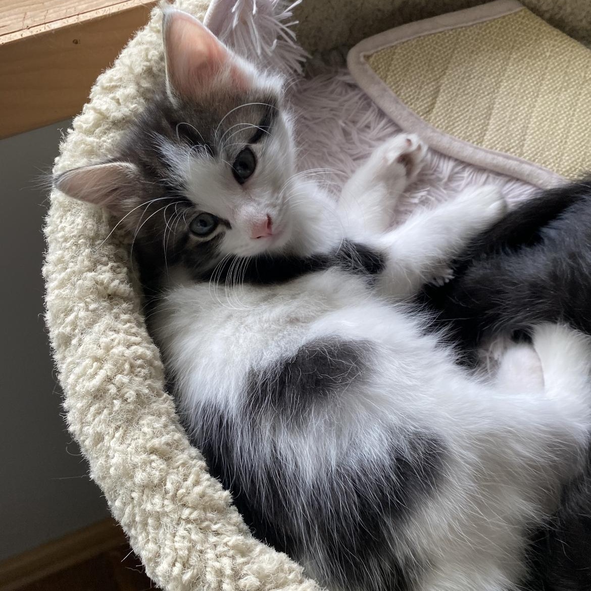 Pongo, a Adoptable mixed breed in Omaha, NE image 2/3