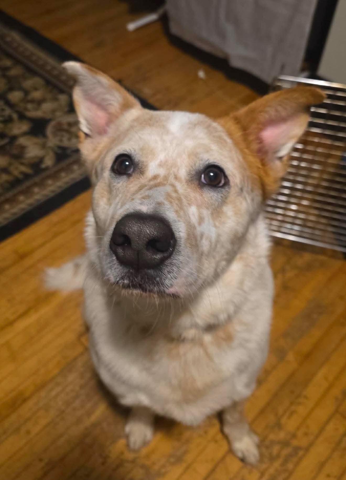 Enlarge Toby, a Adoptable mixed breed in Duluth, MN image 1/3