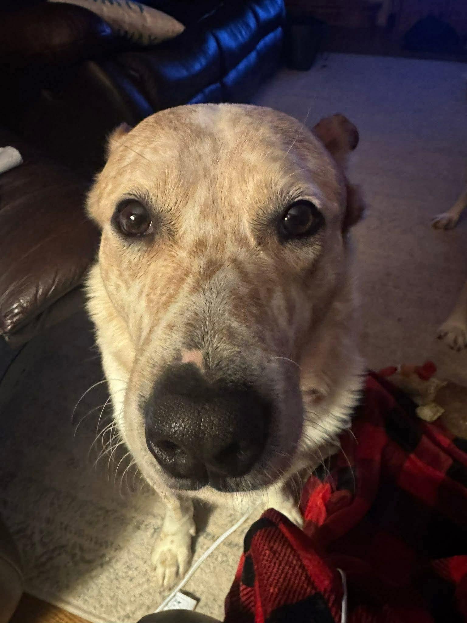 Enlarge Toby, a Adoptable mixed breed in Duluth, MN image 2/3