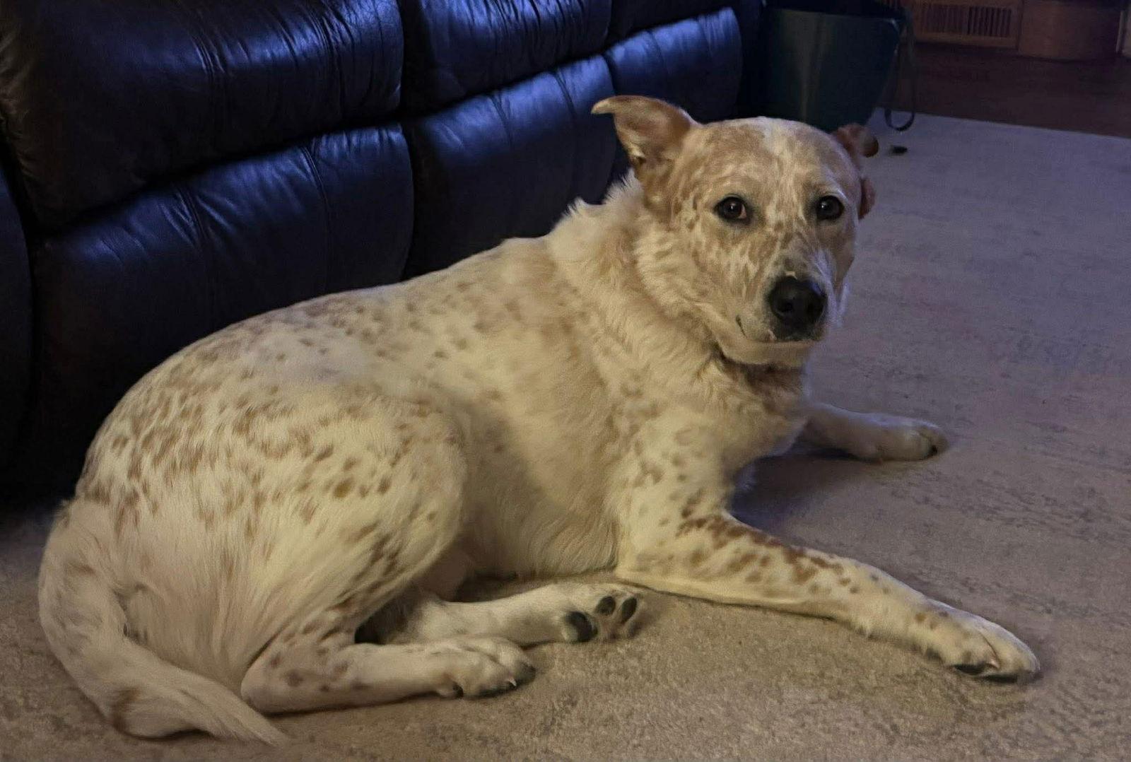 Enlarge Toby, a Adoptable mixed breed in Duluth, MN image 3/3
