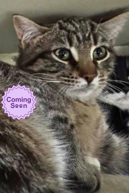 Zuko, Adoptable, Young Male Domestic Short Hair & Domestic Short Hair.