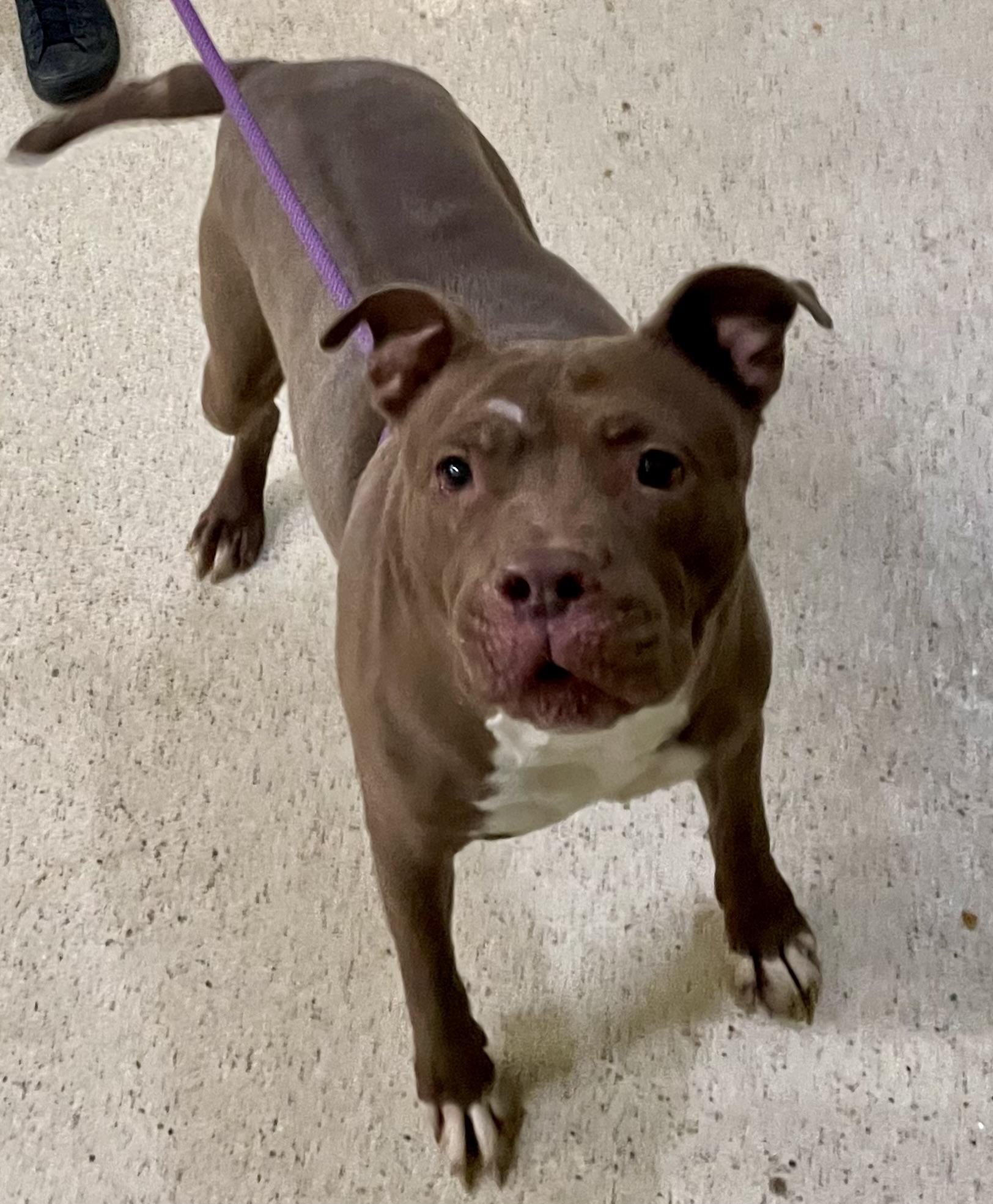 Sheila, a Adoptable mixed breed in Muncie, IN image 5/6