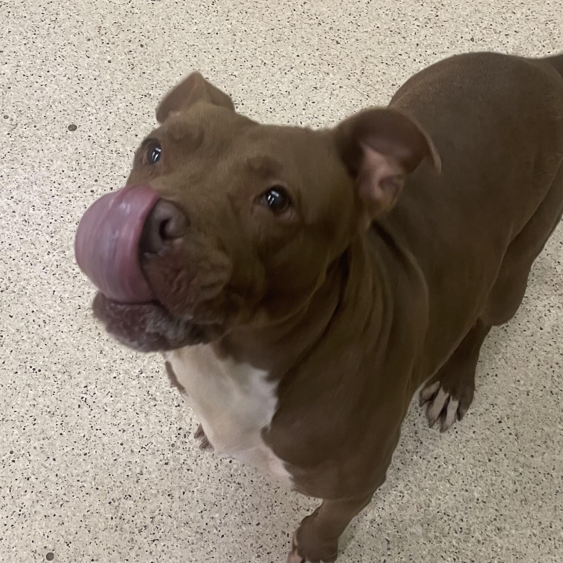 Sheila, a Adoptable mixed breed in Muncie, IN image 4/6