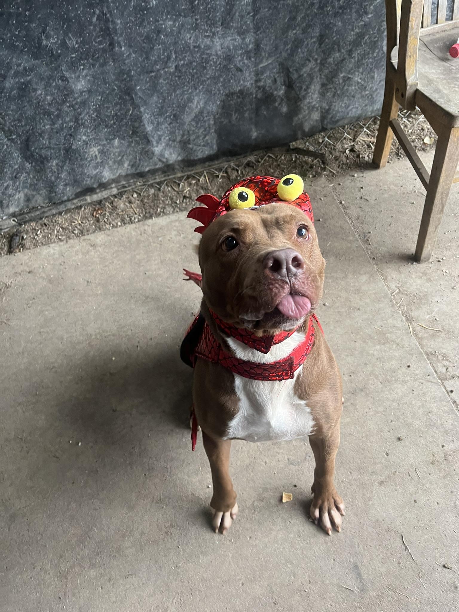 Sheila, Adoptable, Adult Female Terrier.