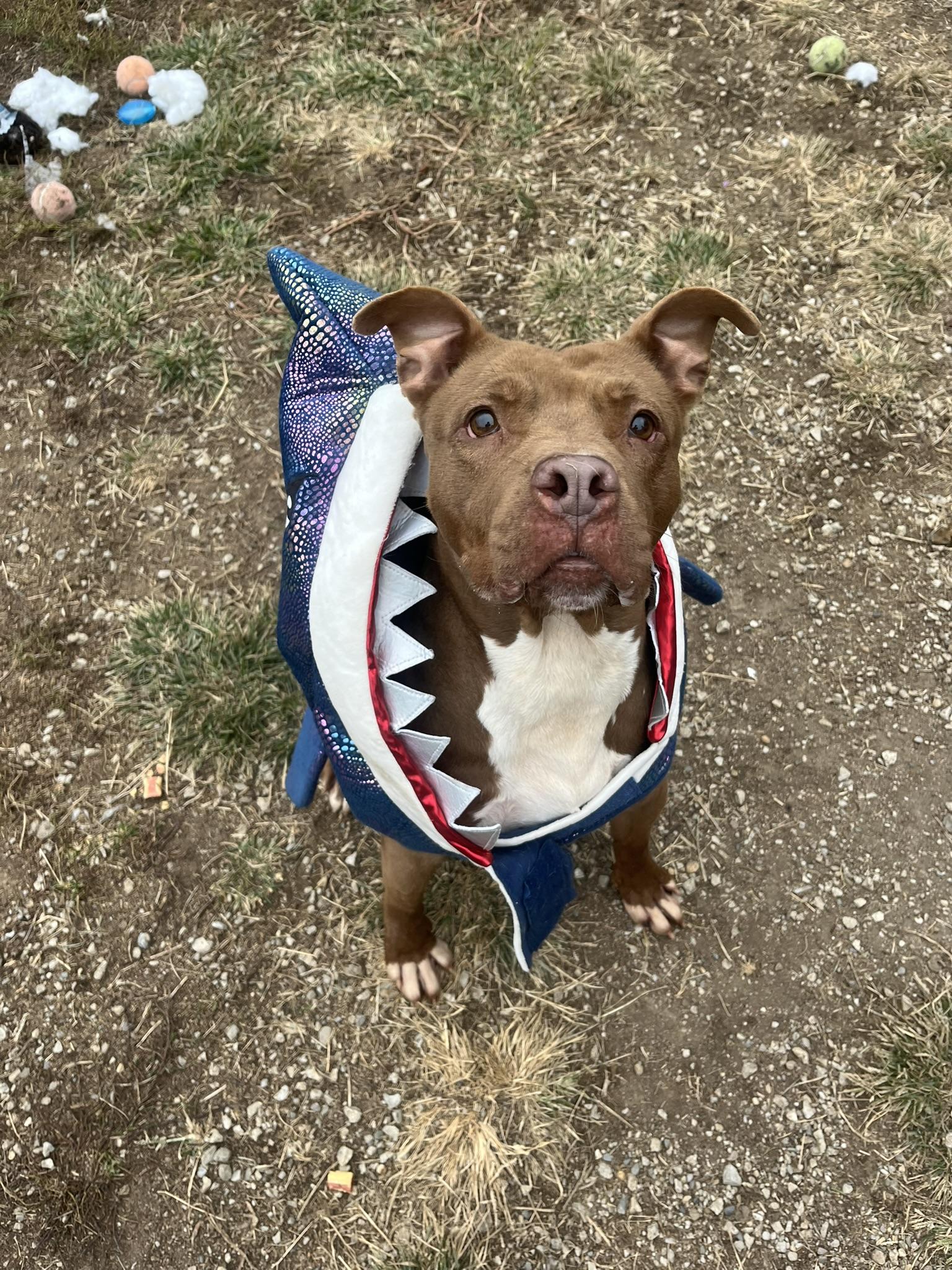 Sheila, a Adoptable mixed breed in Muncie, IN image 6/6