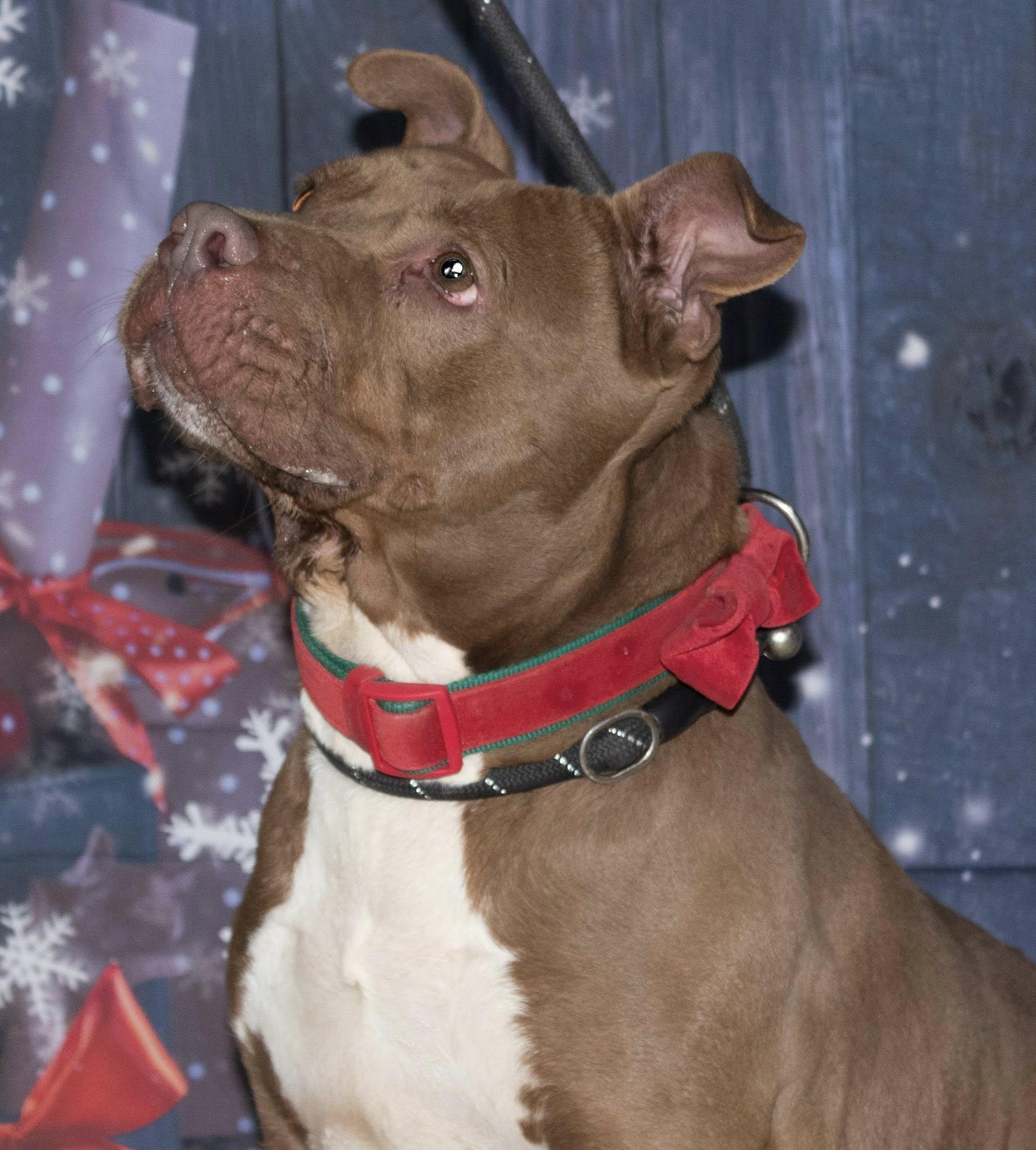 Enlarge Sheila, a Adoptable mixed breed in Muncie, IN image 2/6