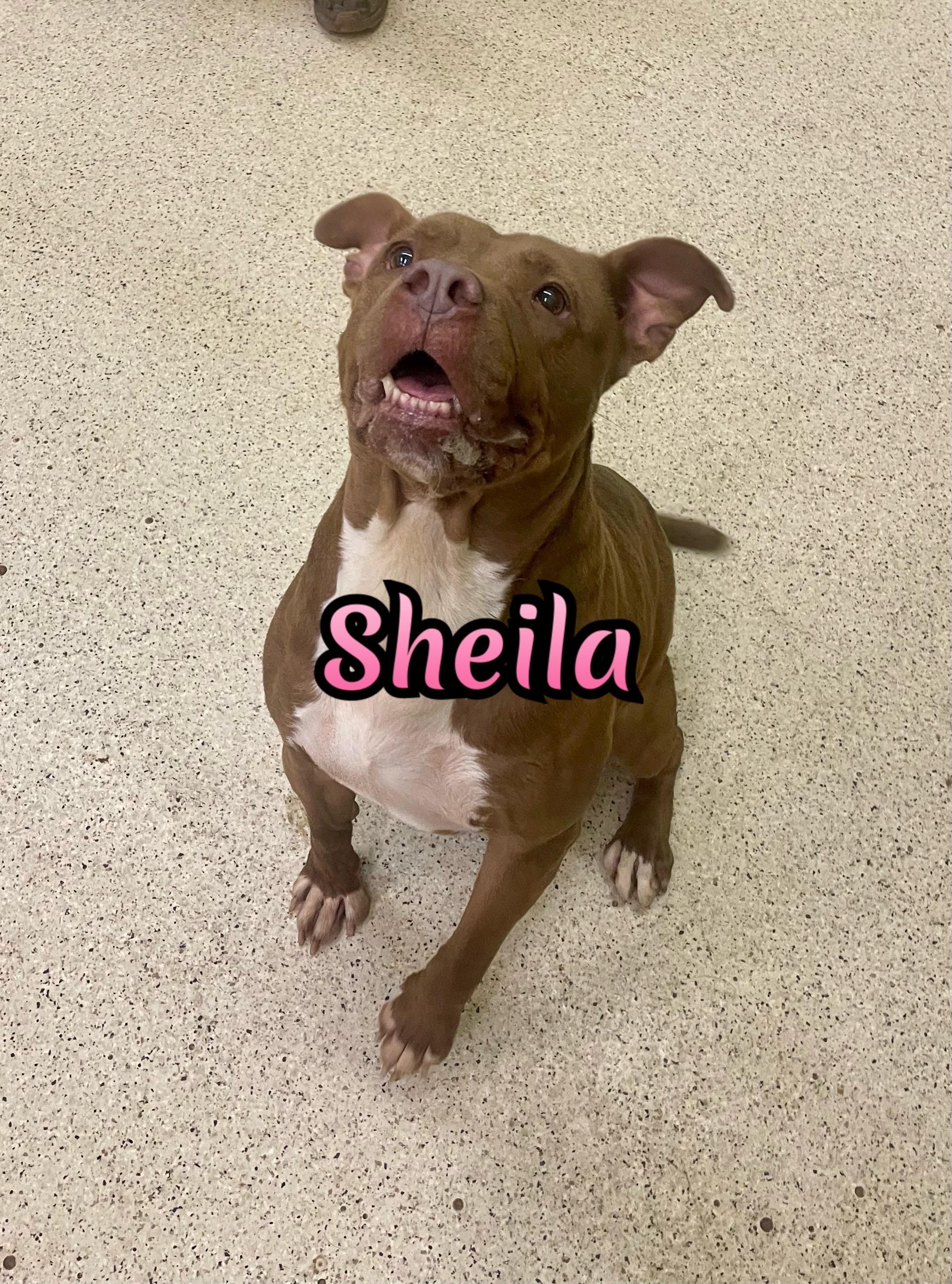 Sheila, a Adoptable mixed breed in Muncie, IN image 2/6