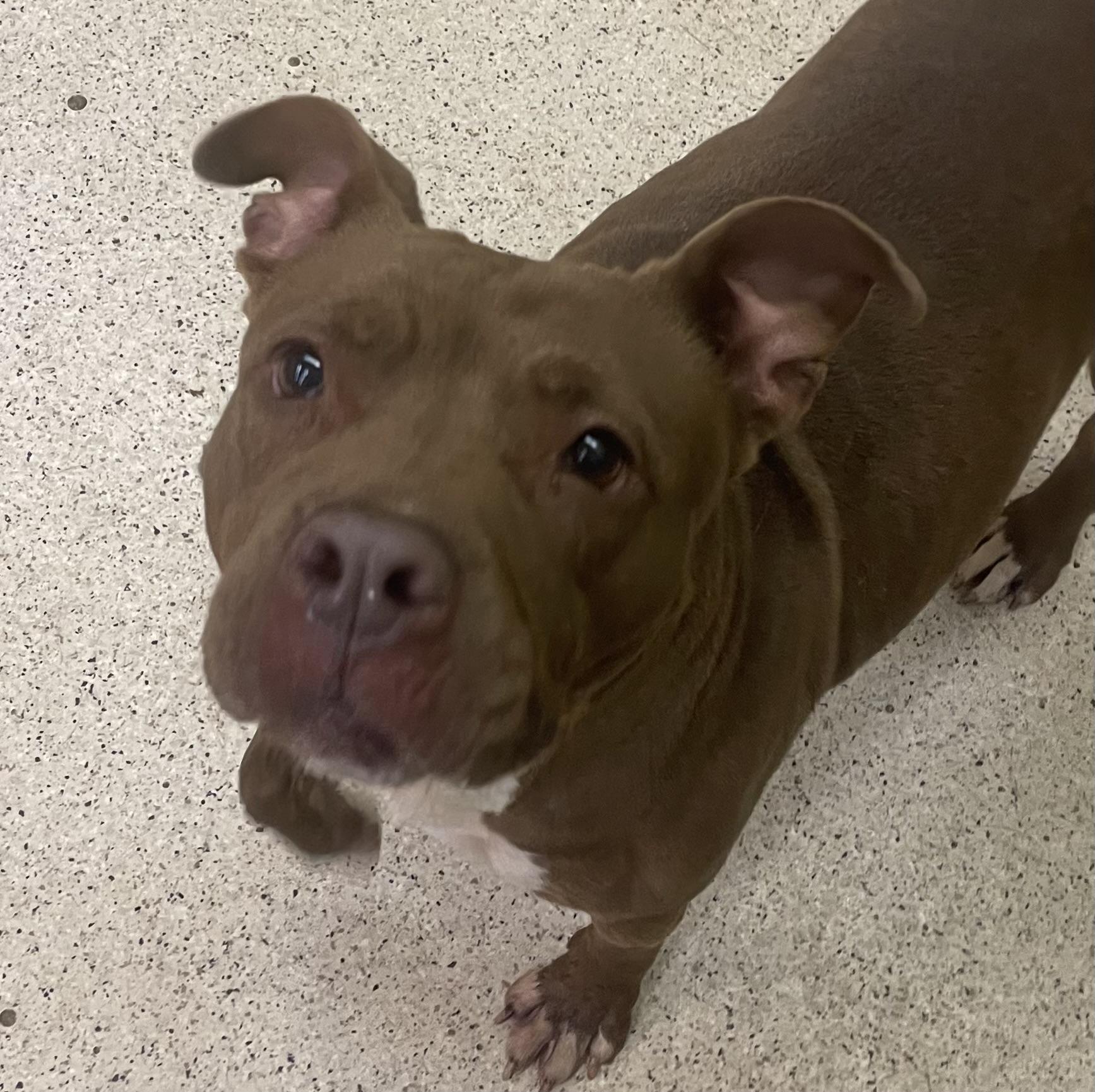 Sheila, a Adoptable mixed breed in Muncie, IN image 3/6