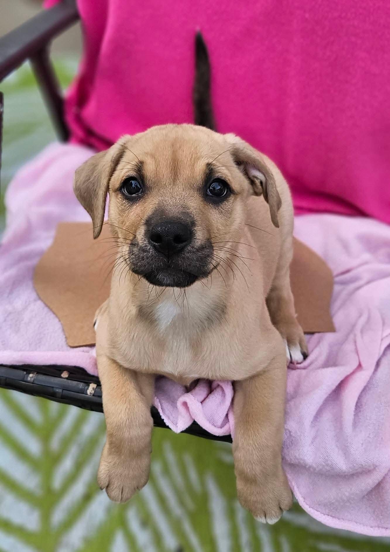 Enlarge Jupiter, a ADOPTABLE mixed breed in Denver, NC image 3/4