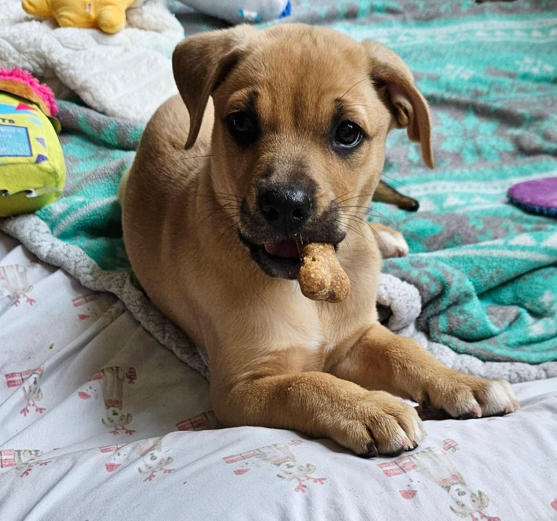 Enlarge Jupiter, a ADOPTABLE mixed breed in Denver, NC image 4/4