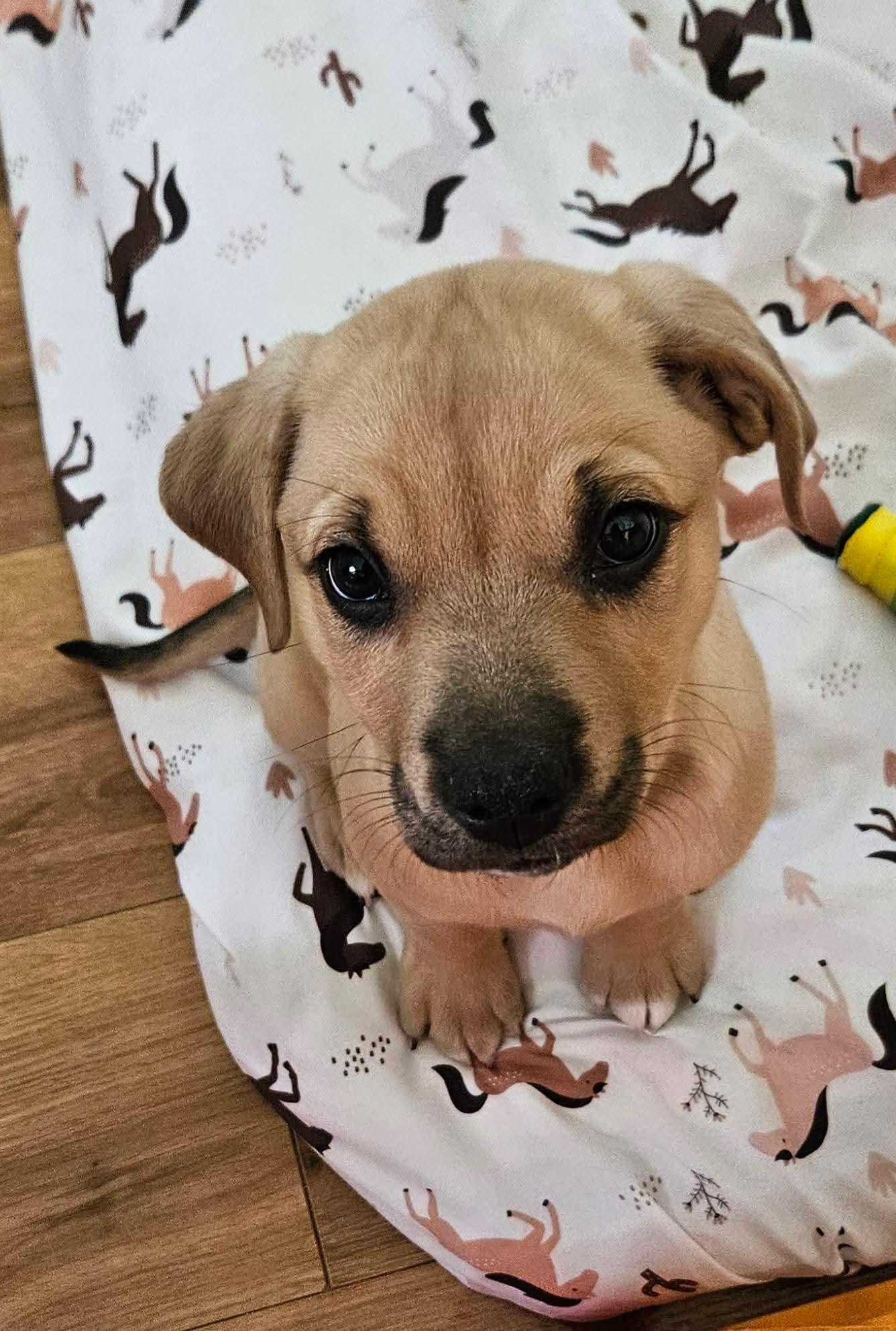 Enlarge Jupiter, a ADOPTABLE mixed breed in Denver, NC image 2/4
