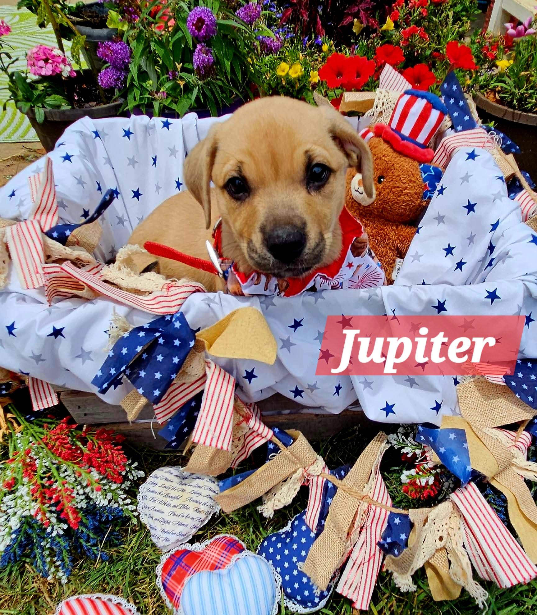 Jupiter, ADOPTABLE, Puppy Female German Shepherd Dog.