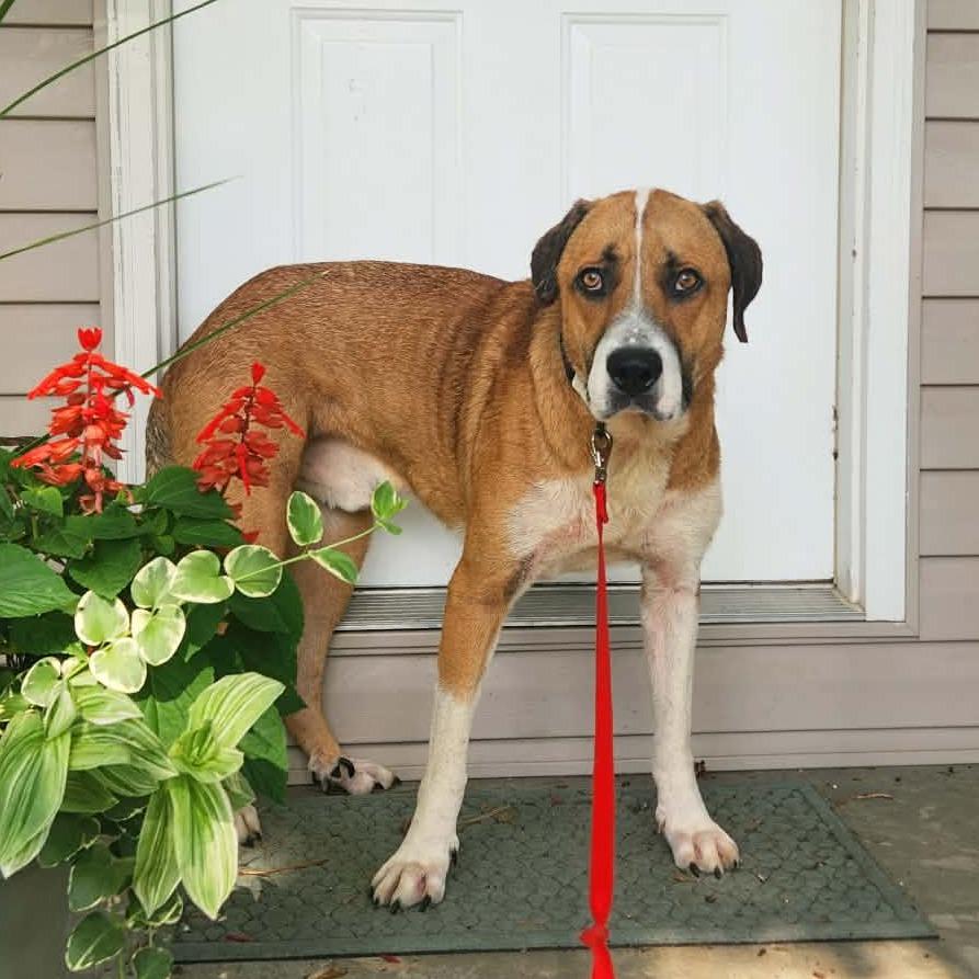 Bruno, a Adoptable Mixed Breed in Marion, IL image 2/6