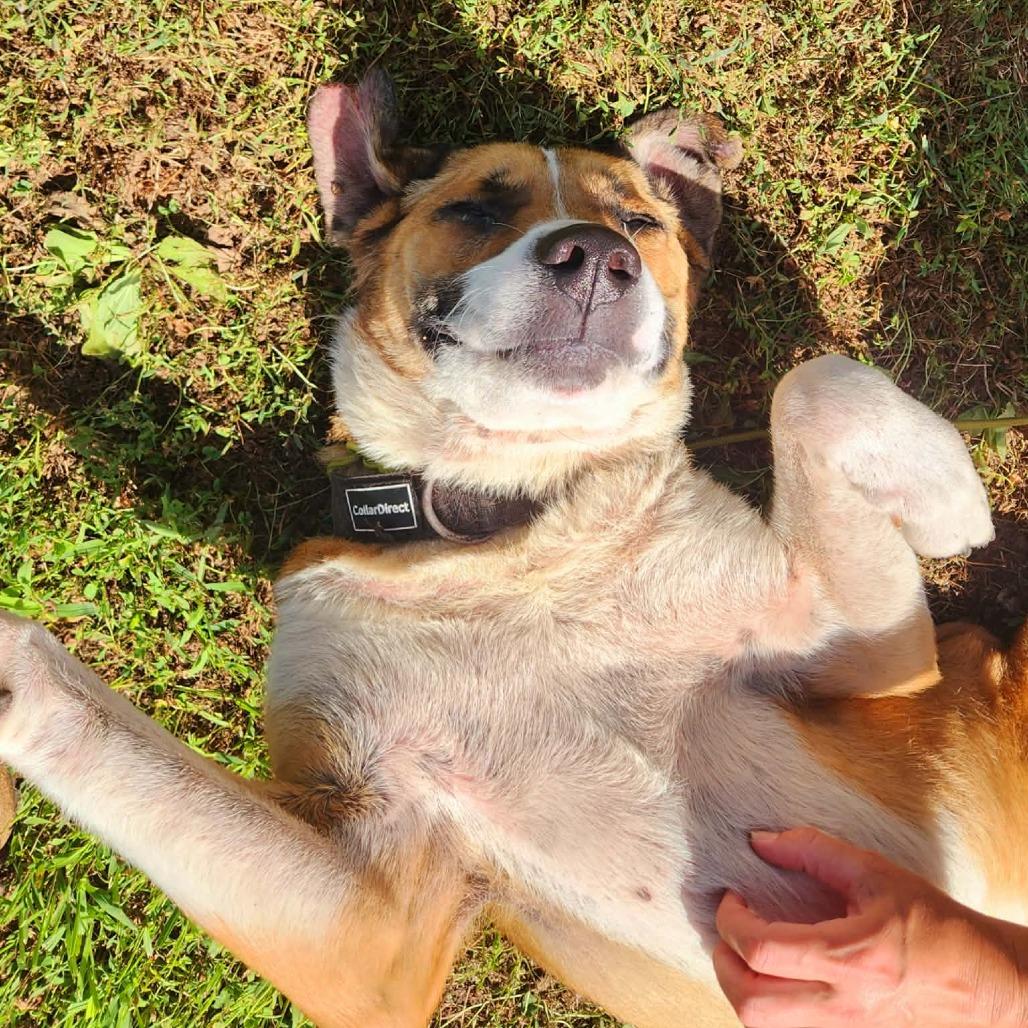 Bruno, a Adoptable Mixed Breed in Marion, IL image 3/6