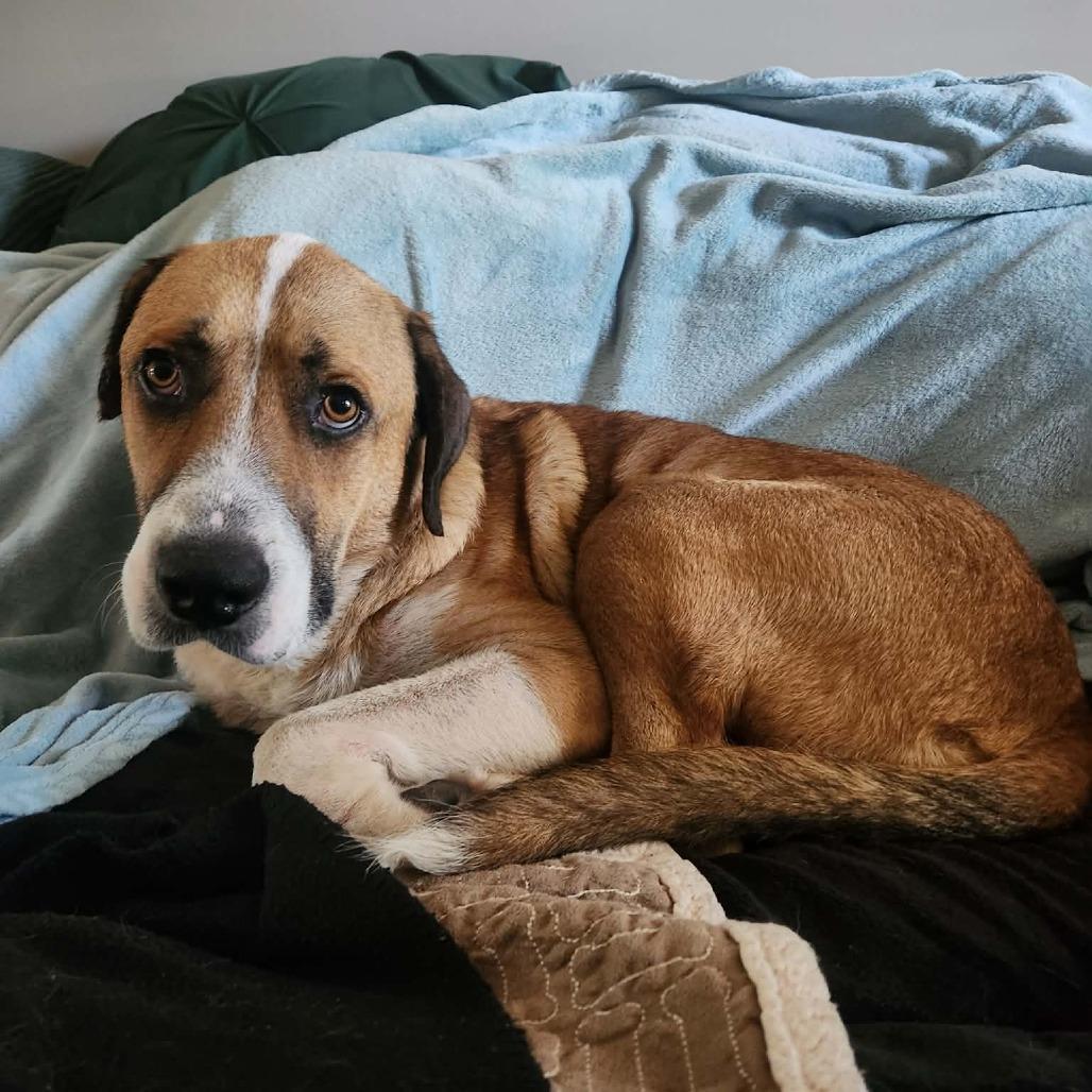 Bruno, a Adoptable Mixed Breed in Marion, IL image 4/6