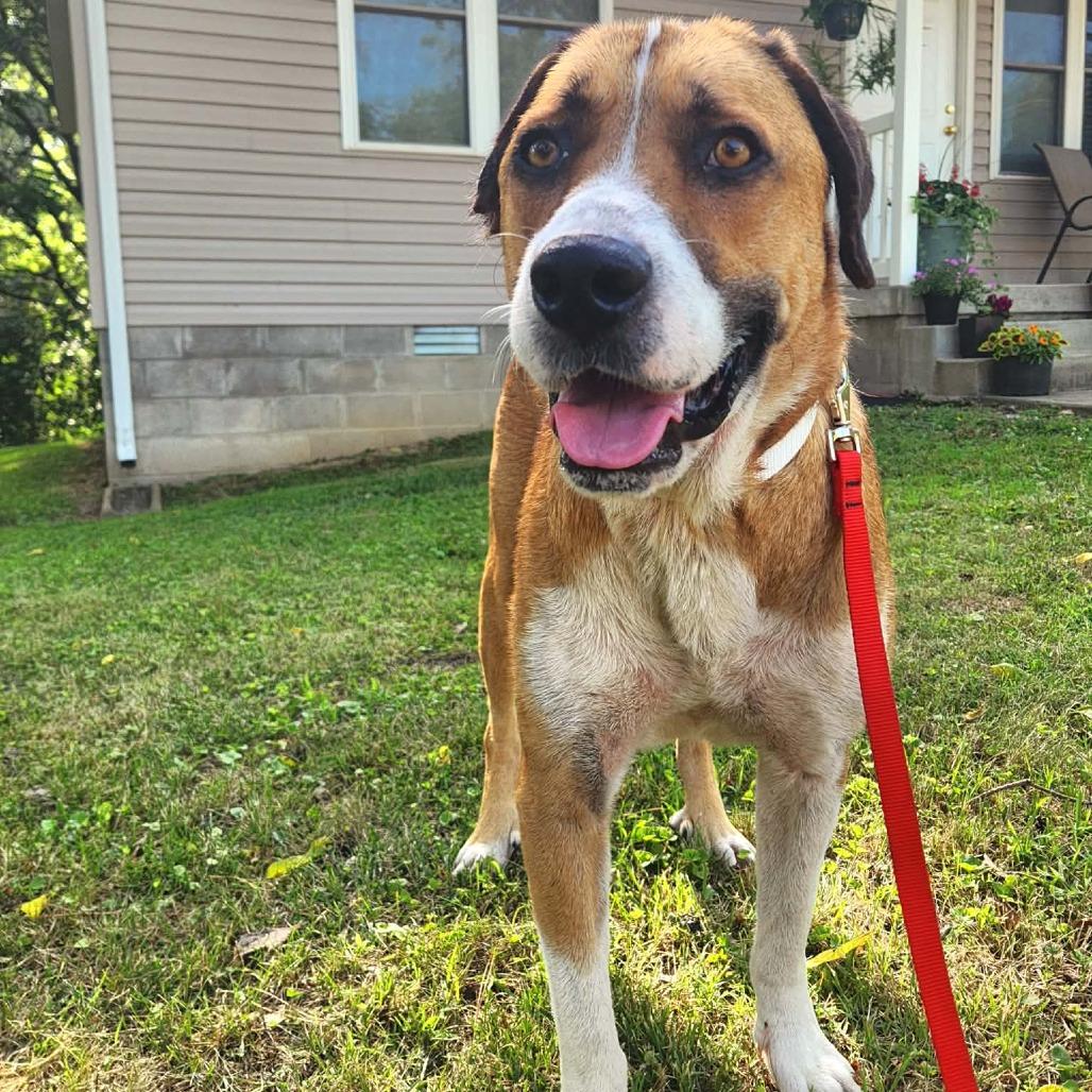 Bruno, a Adoptable Mixed Breed in Marion, IL image 5/6