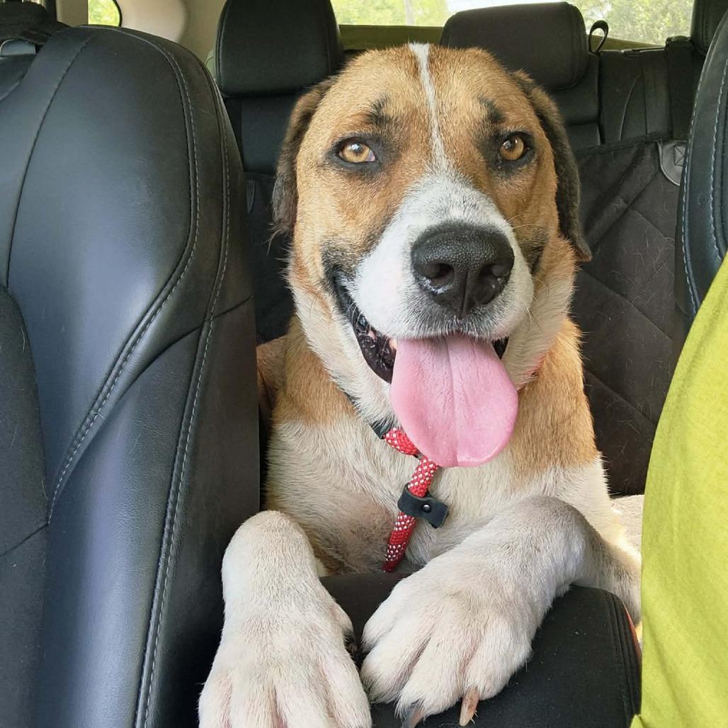 Bruno, a Adoptable Mixed Breed in Marion, IL image 6/6