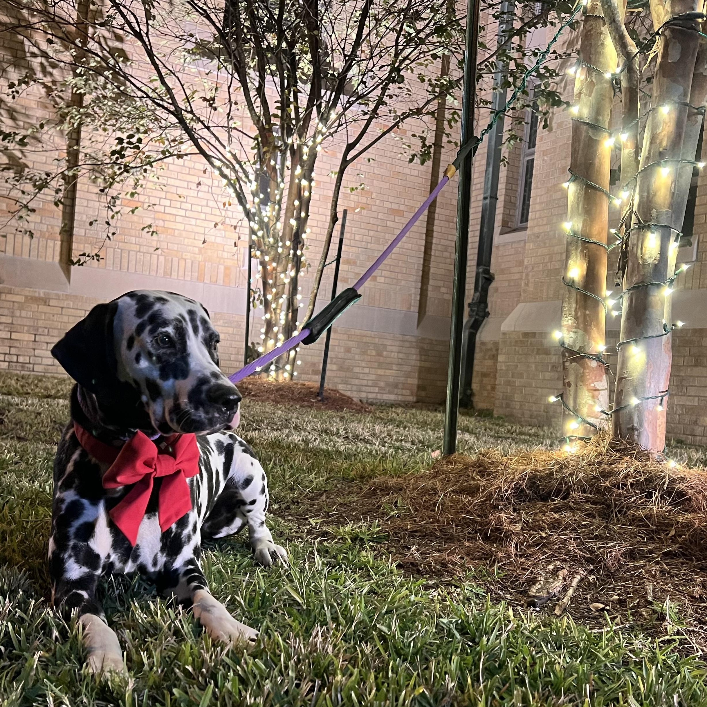 Anna, a ADOPTABLE Dalmatian in New Orleans, LA image 4/5