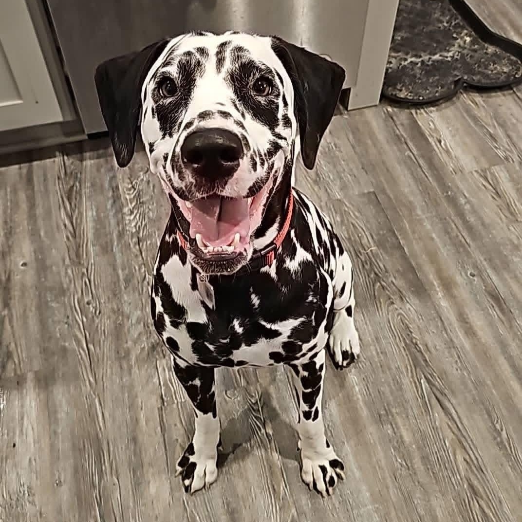 Anna, a ADOPTABLE Dalmatian in New Orleans, LA image 1/5