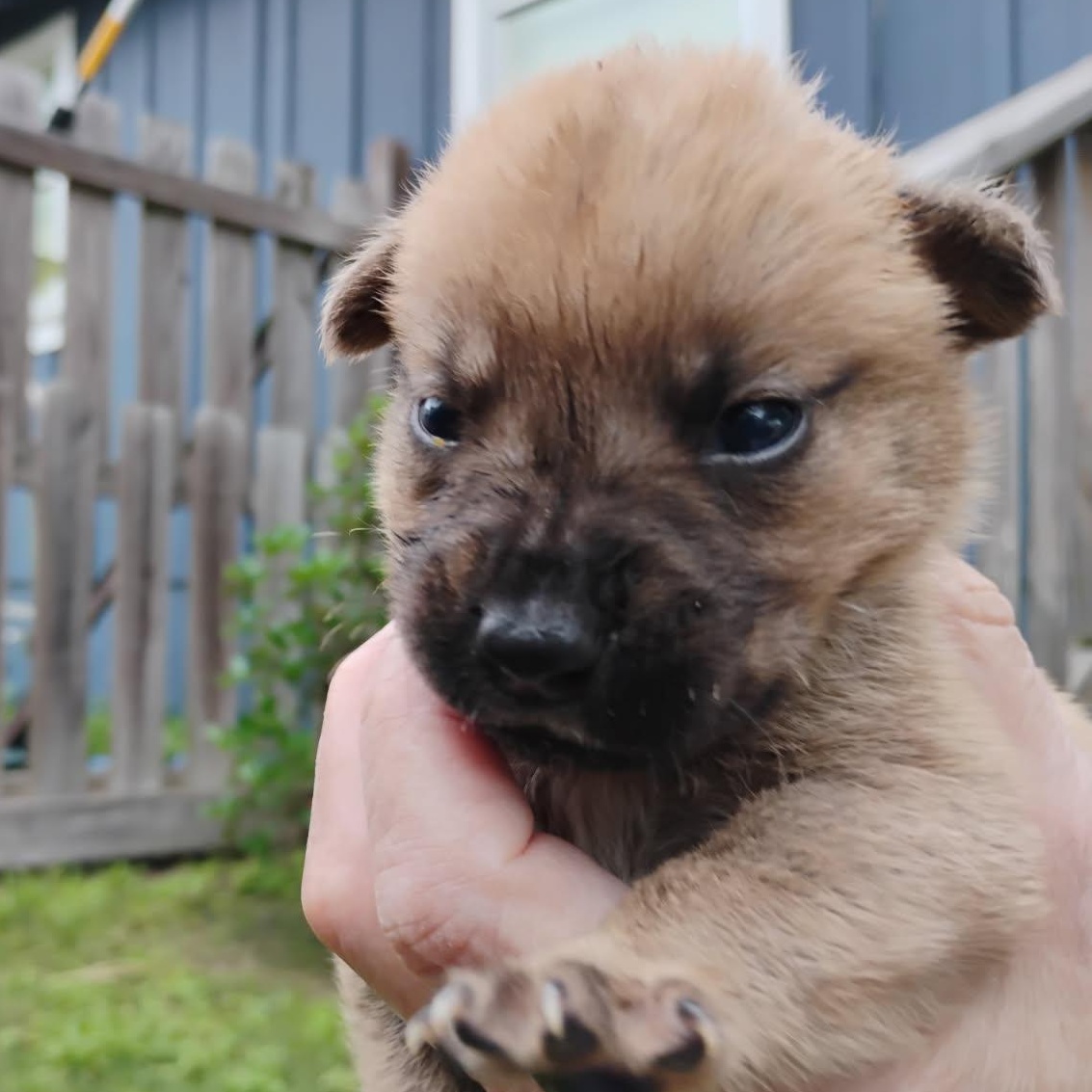 Enlarge Brutus, an adoptable Mixed Breed in Brenham, TX image 3/3