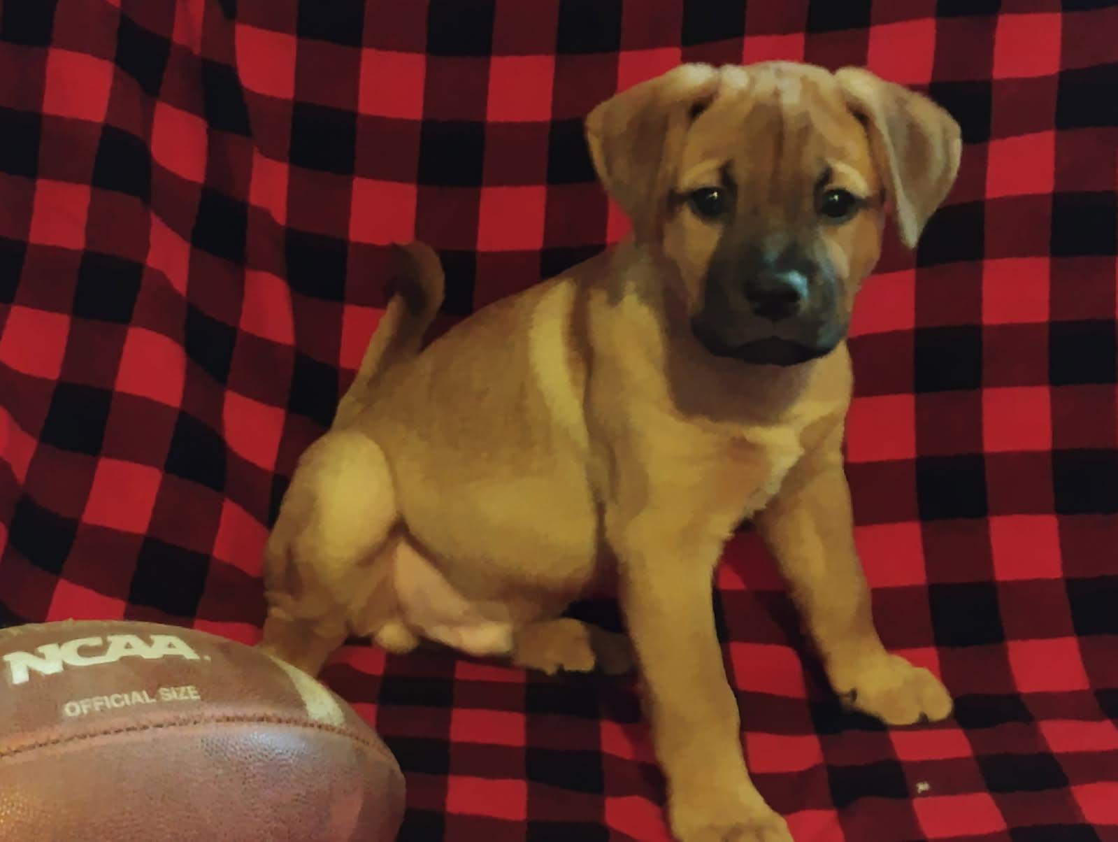 Enlarge Brutus, a Adopted mixed breed in Brenham, TX image 1/6