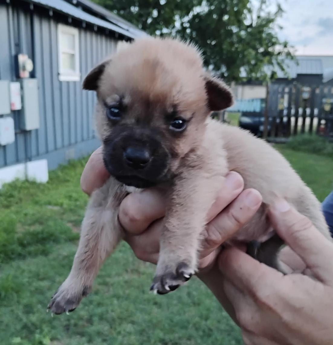 Enlarge Brutus, an adoptable Mixed Breed in Brenham, TX image 2/3