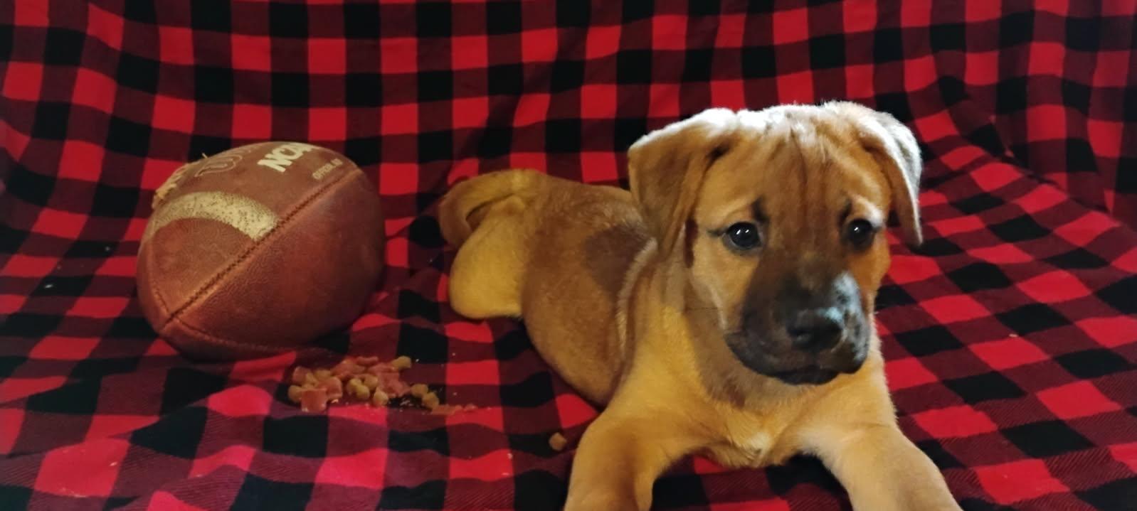 Enlarge Brutus, a Adopted mixed breed in Brenham, TX image 2/6