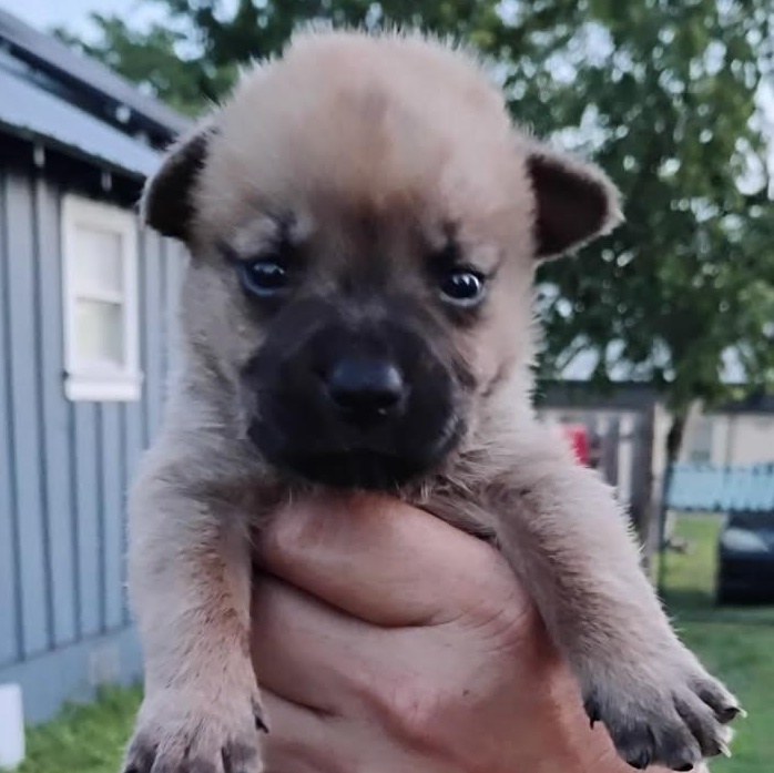 Enlarge Brutus, an adoptable Mixed Breed in Brenham, TX image 1/3