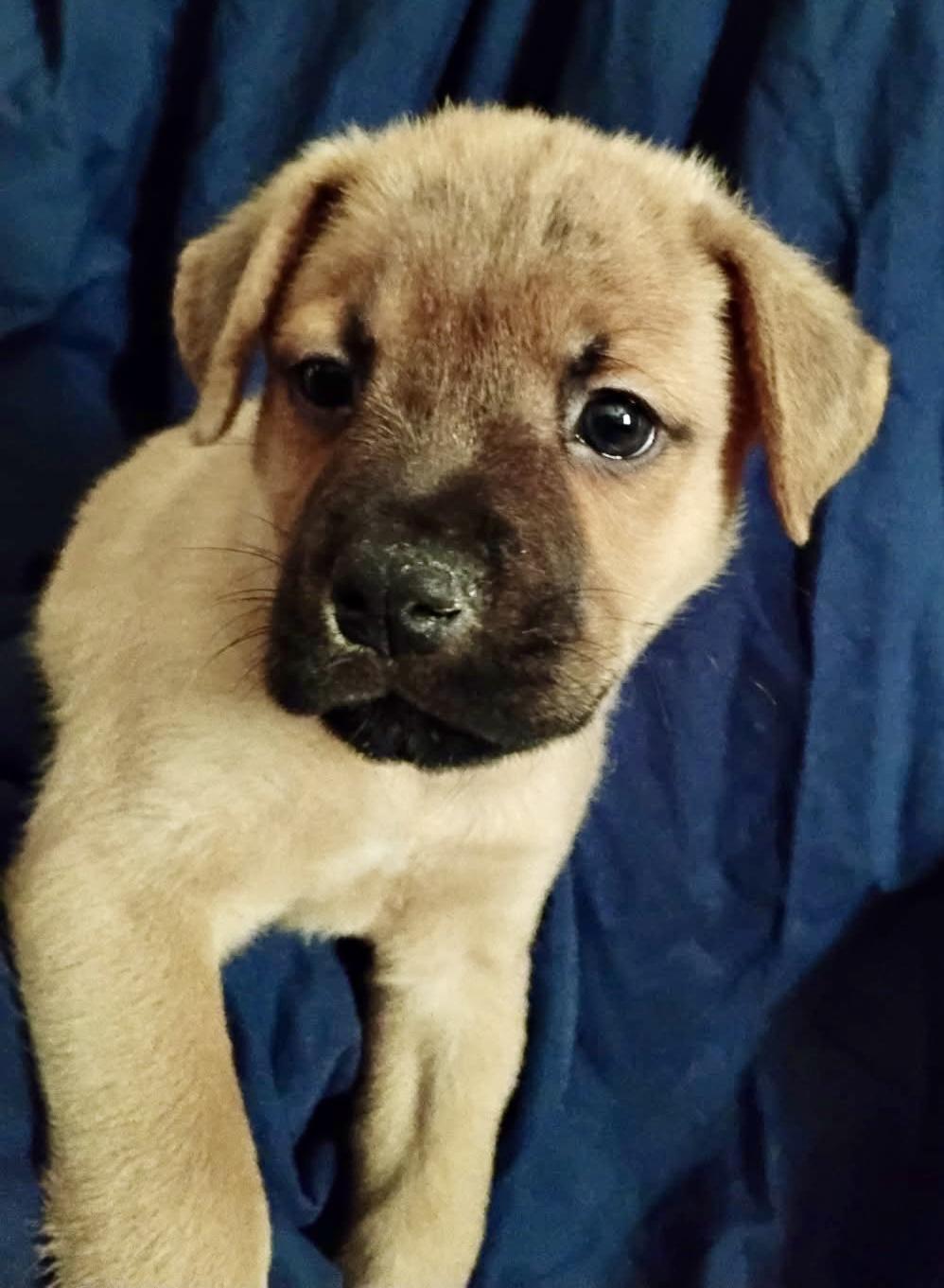 Brutus, adoptable, Puppy Male Terrier.