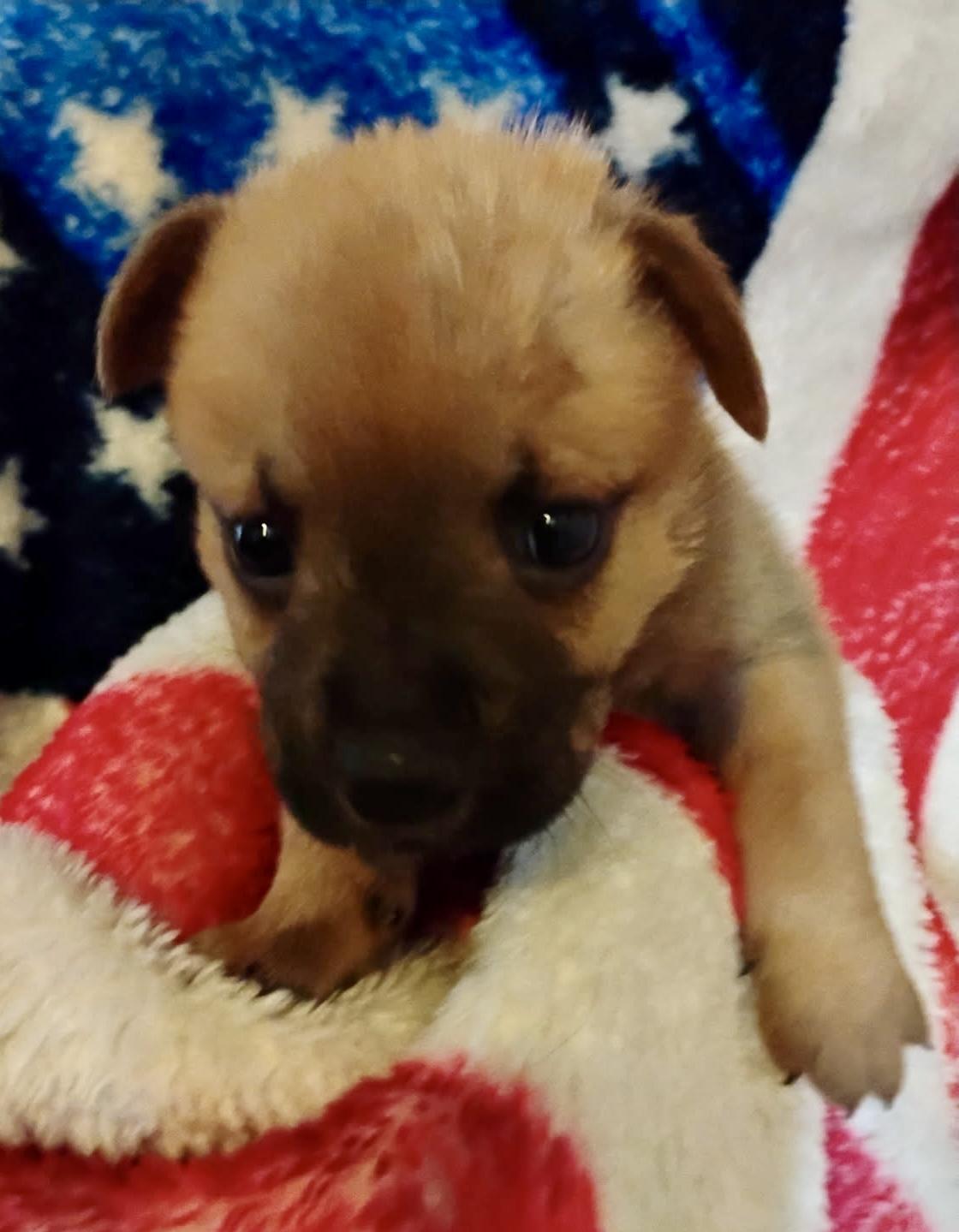 Enlarge Brutus, an adoptable mixed breed in Brenham, TX image 2/5