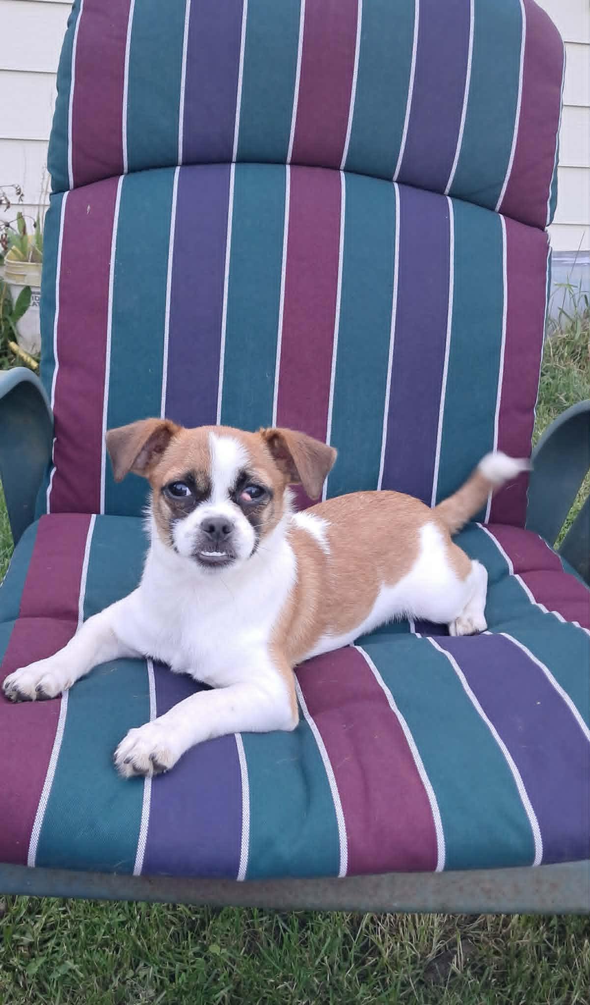 Marigold, Adoptable, Puppy Female Chihuahua & Beagle.